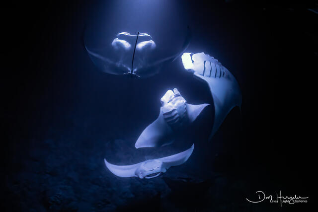 Mantas Everywhere print