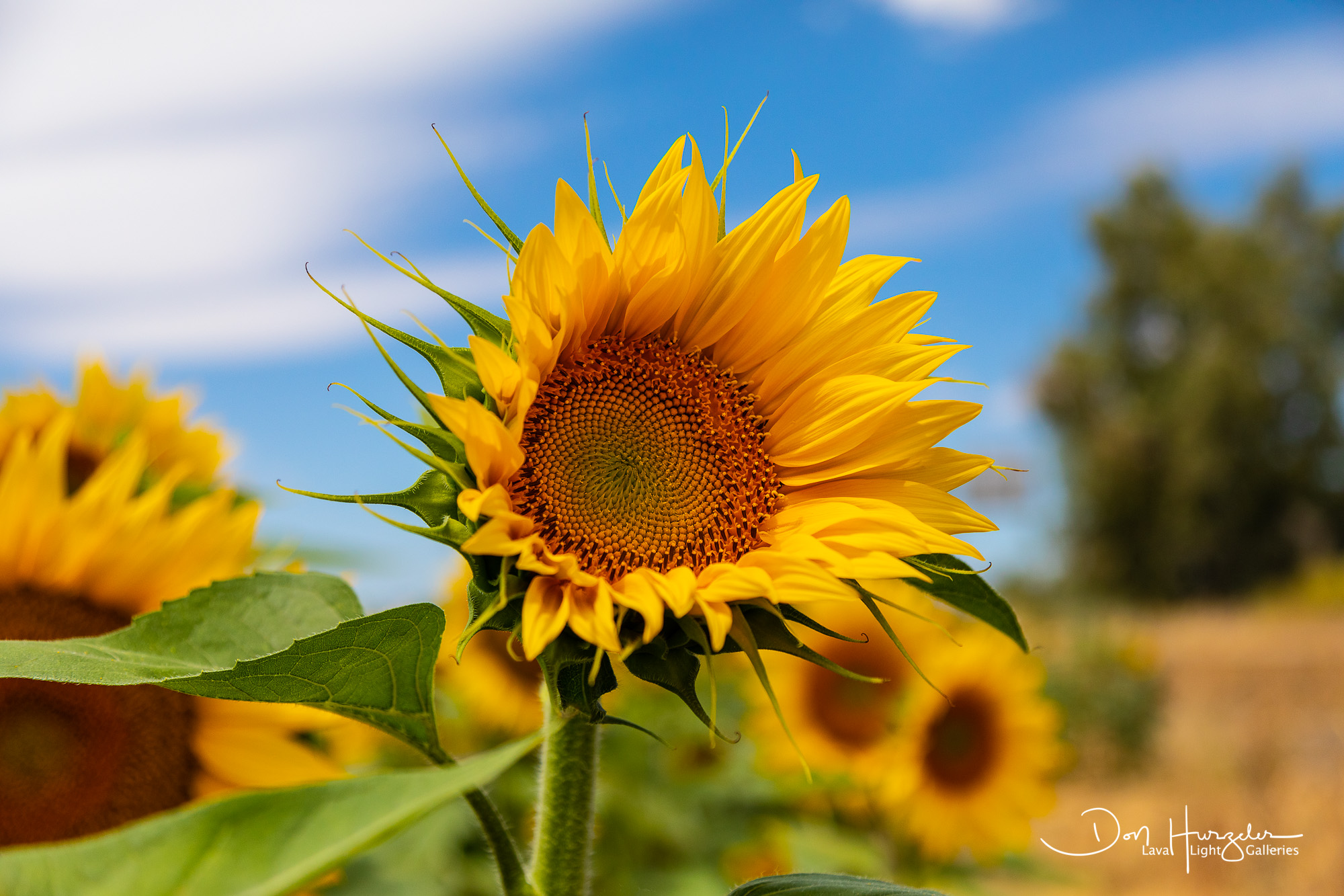 Sunflowers2