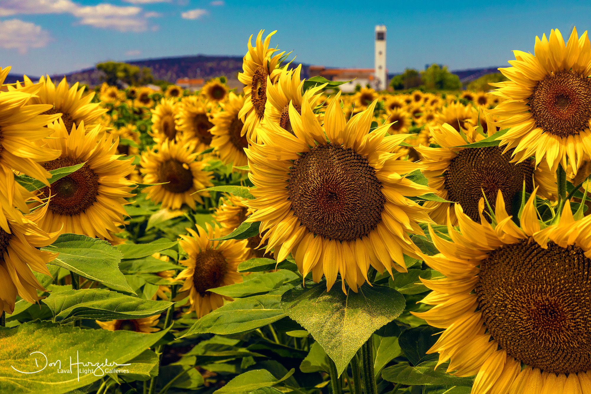 Sunflowers1