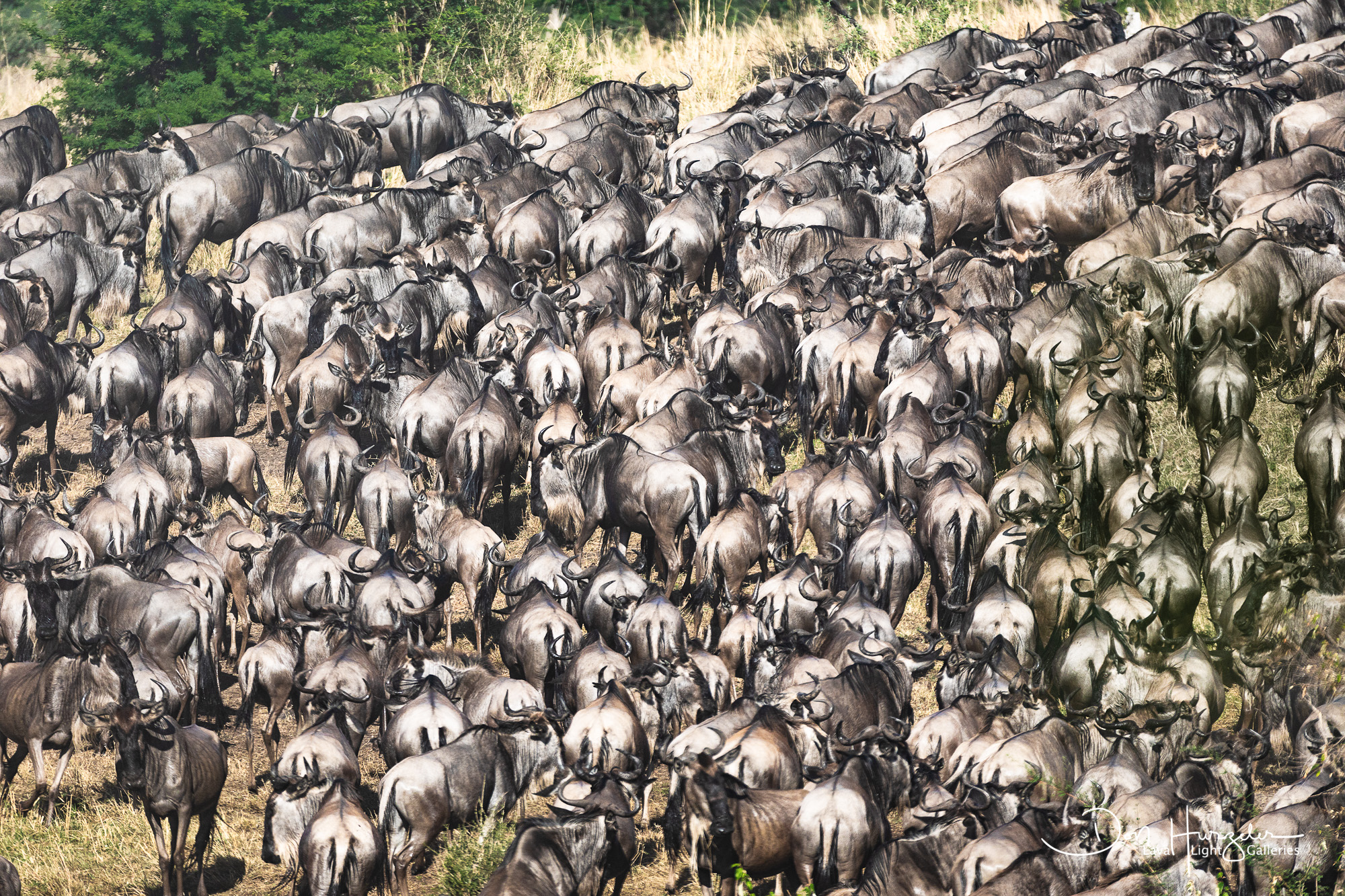 Africa, Serengeti, Tanzania, African Wildlife