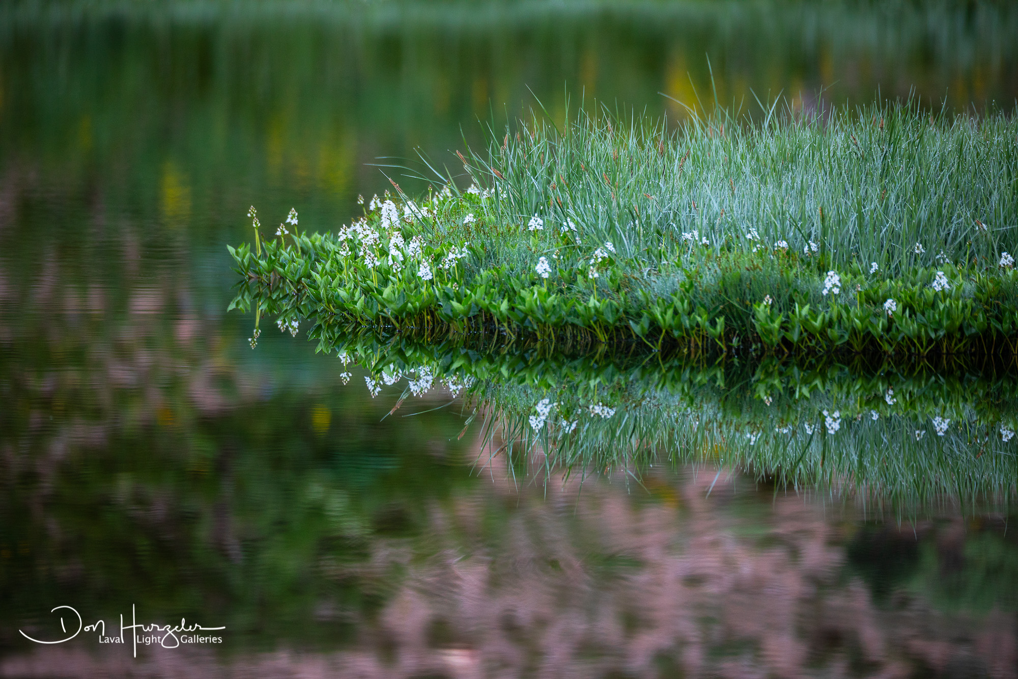 Meadow Reflection