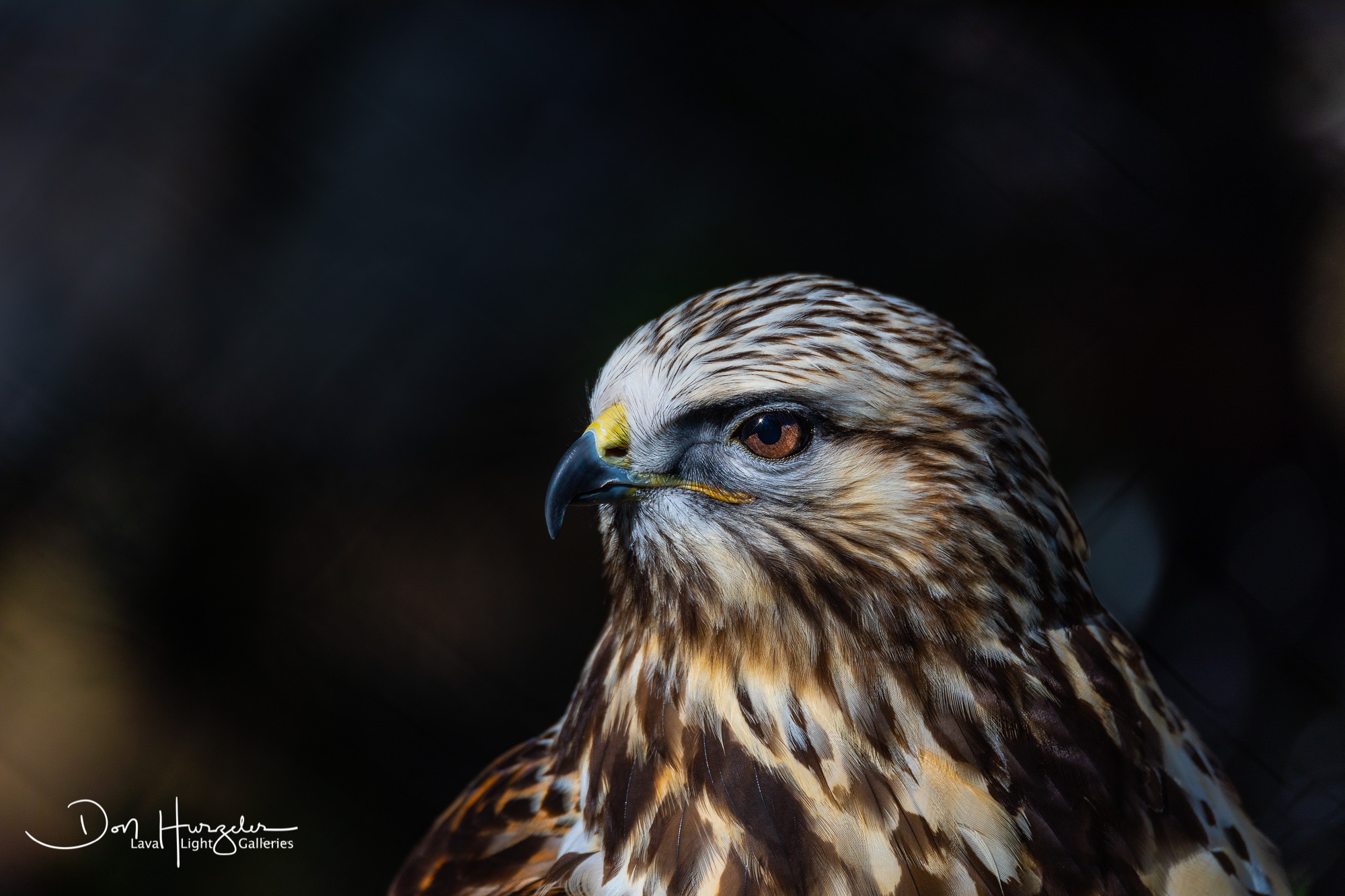 Rough Legged Hawk