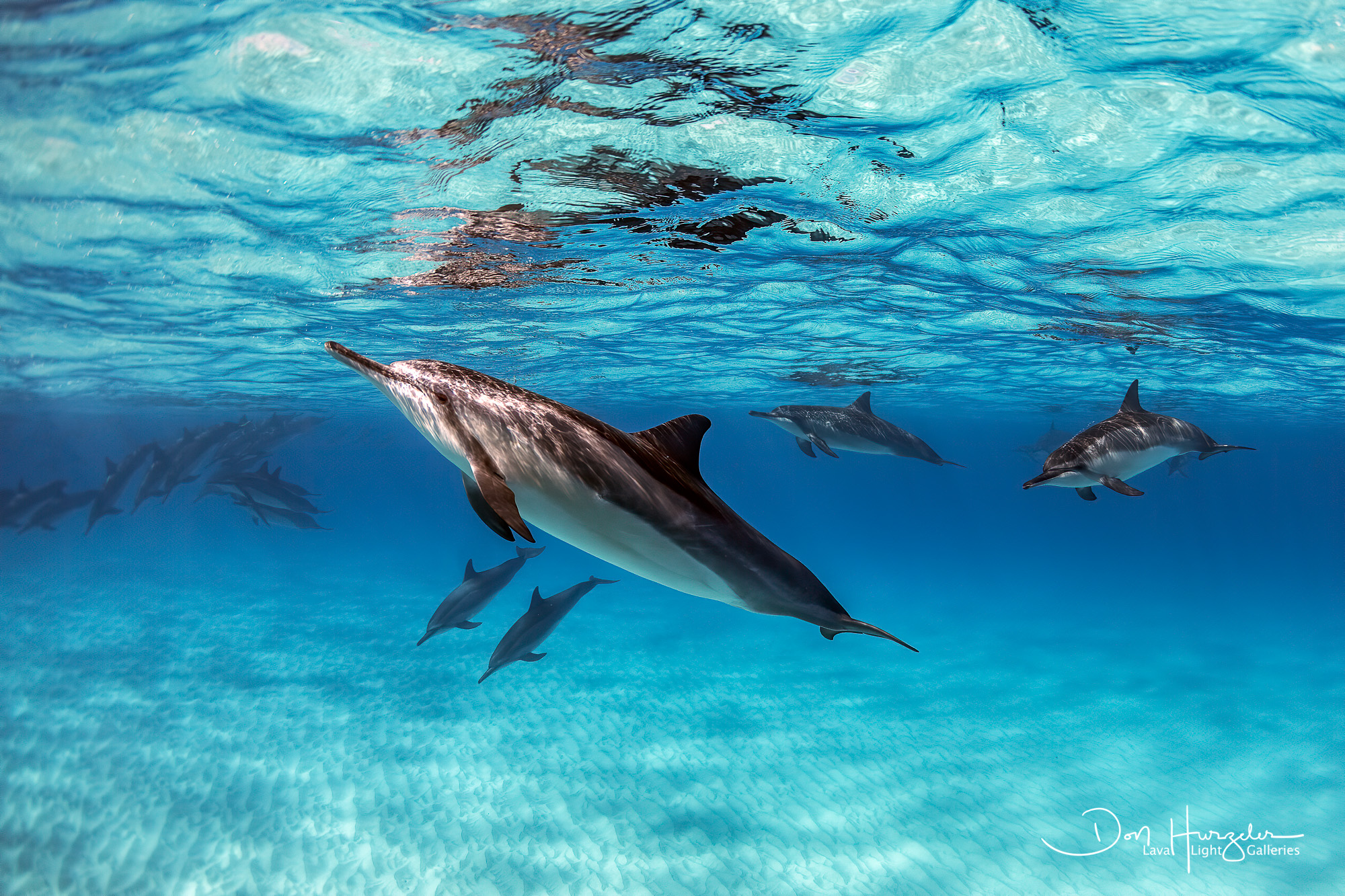 Kua Dolphin Asleep at the Wheel