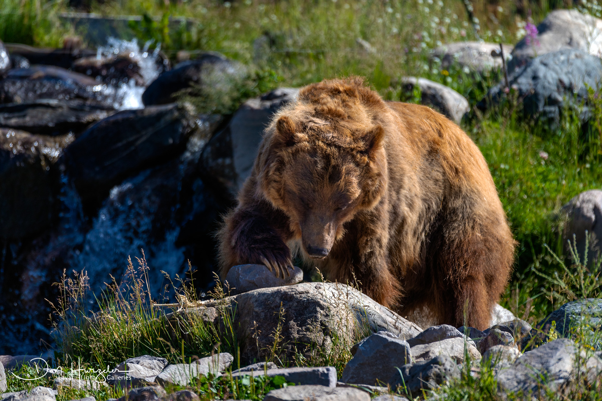 Grizzly Bear