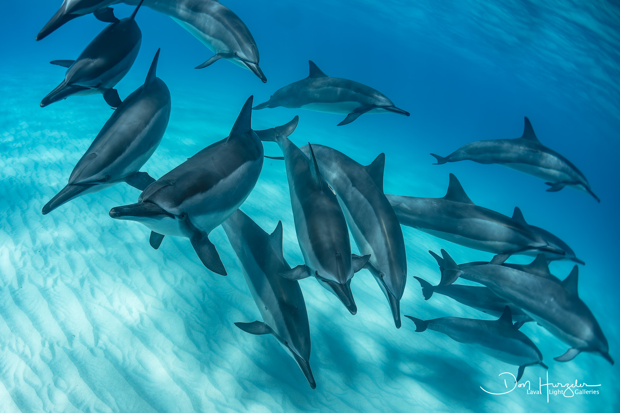 Kua Dolphin Close up