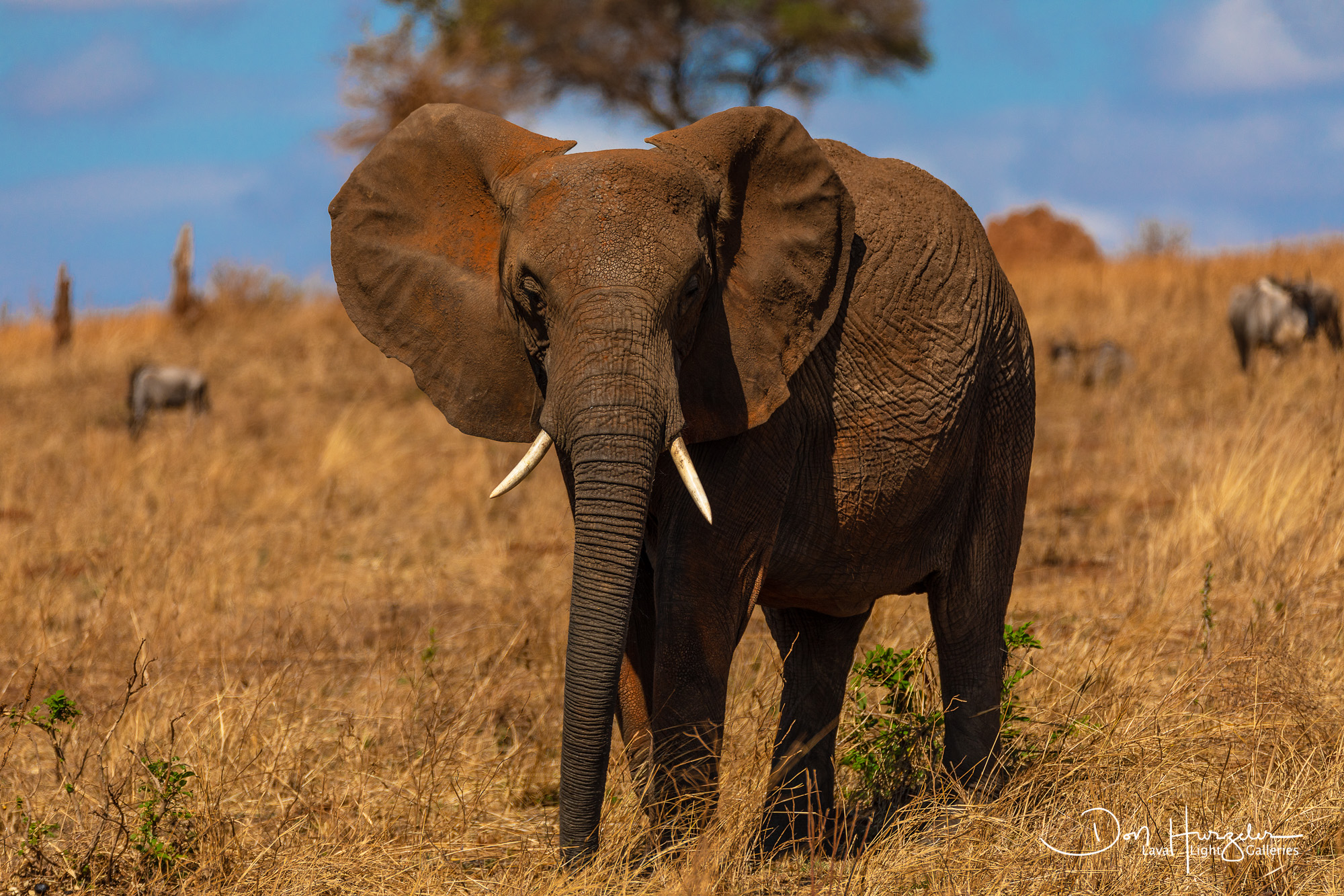 Elephant Headed to Water