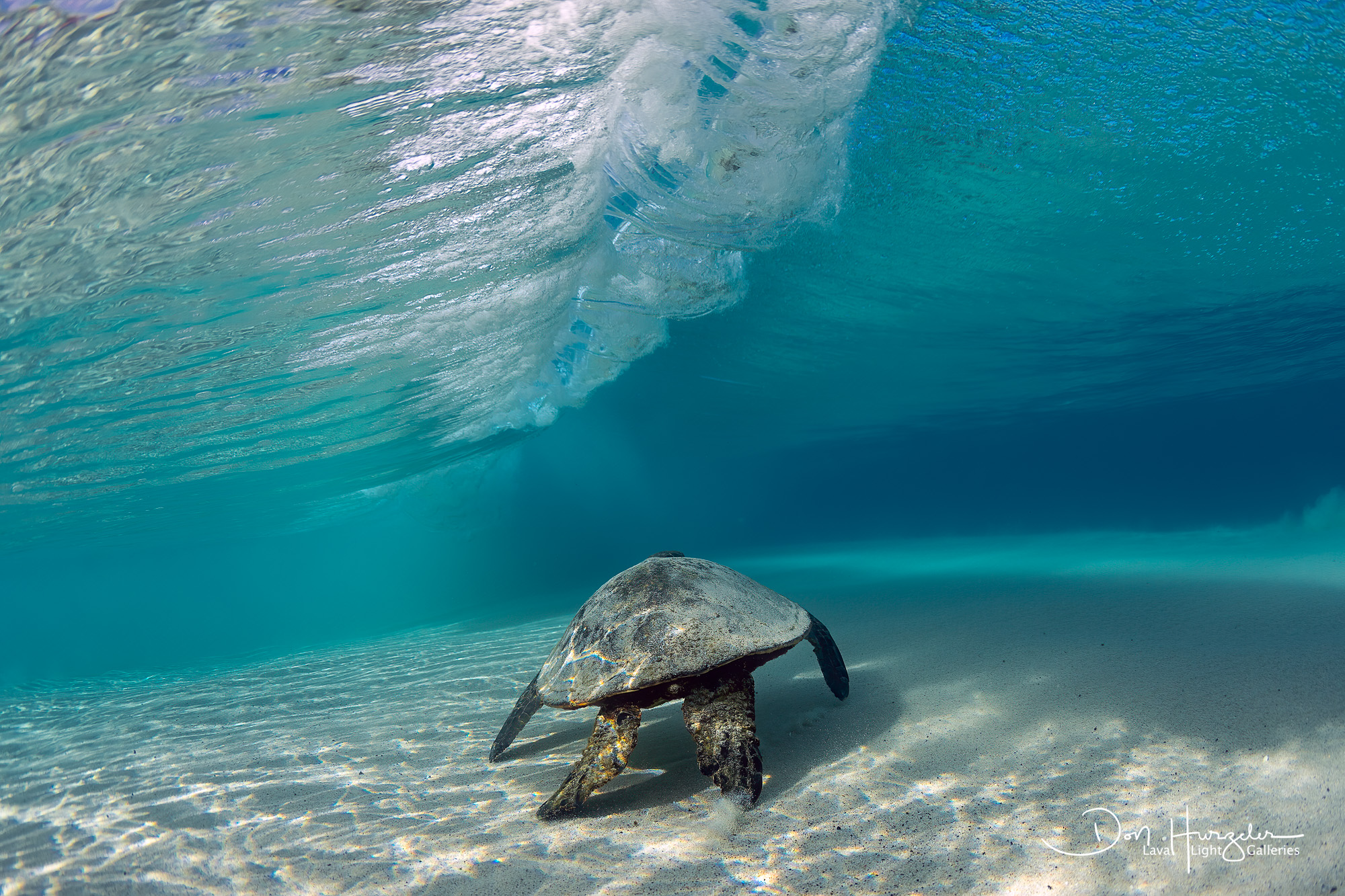 Kua 9am Turtle under the rings
