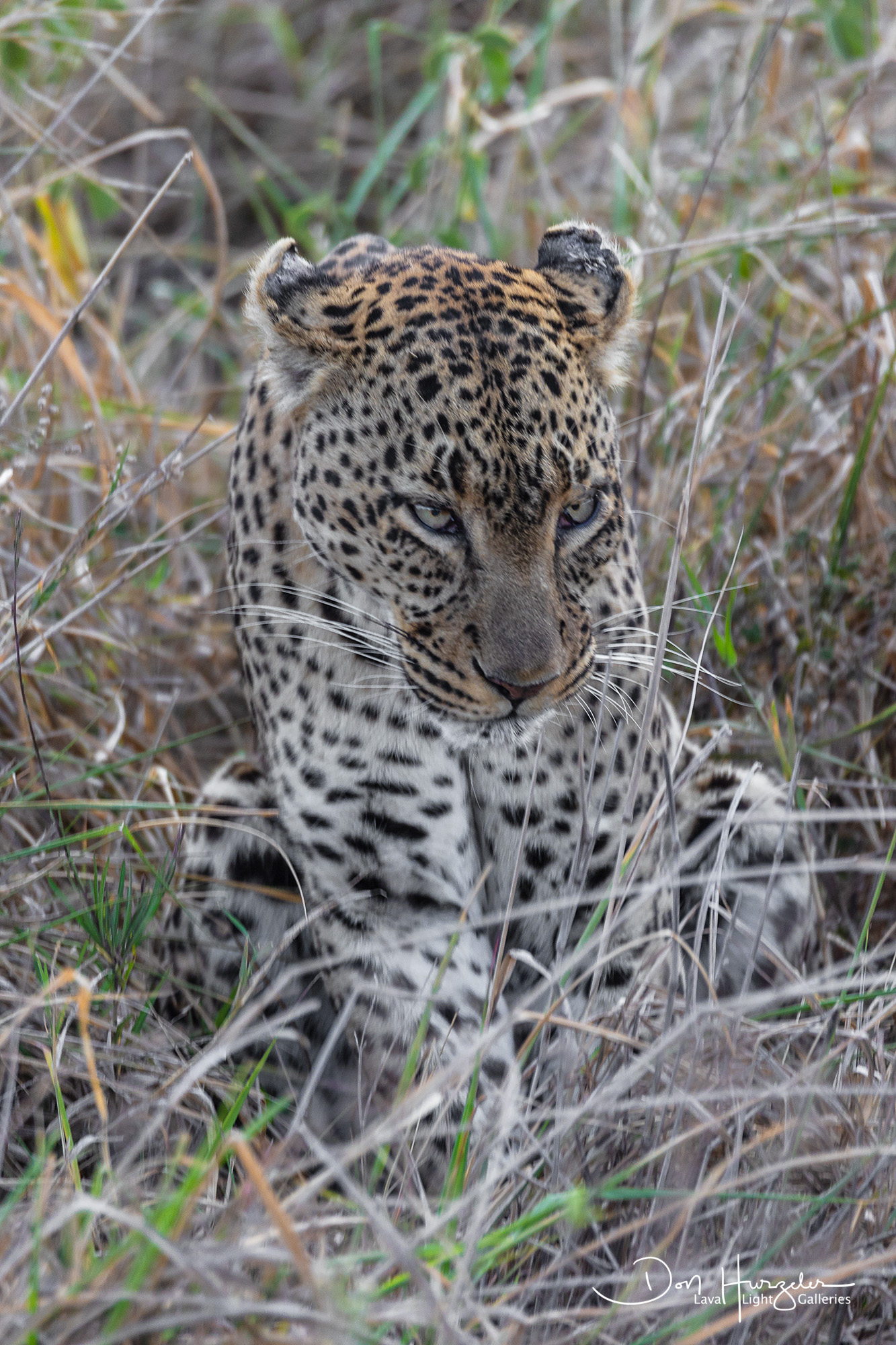 Africa, Serengeti, Tanzania, African Wildlife