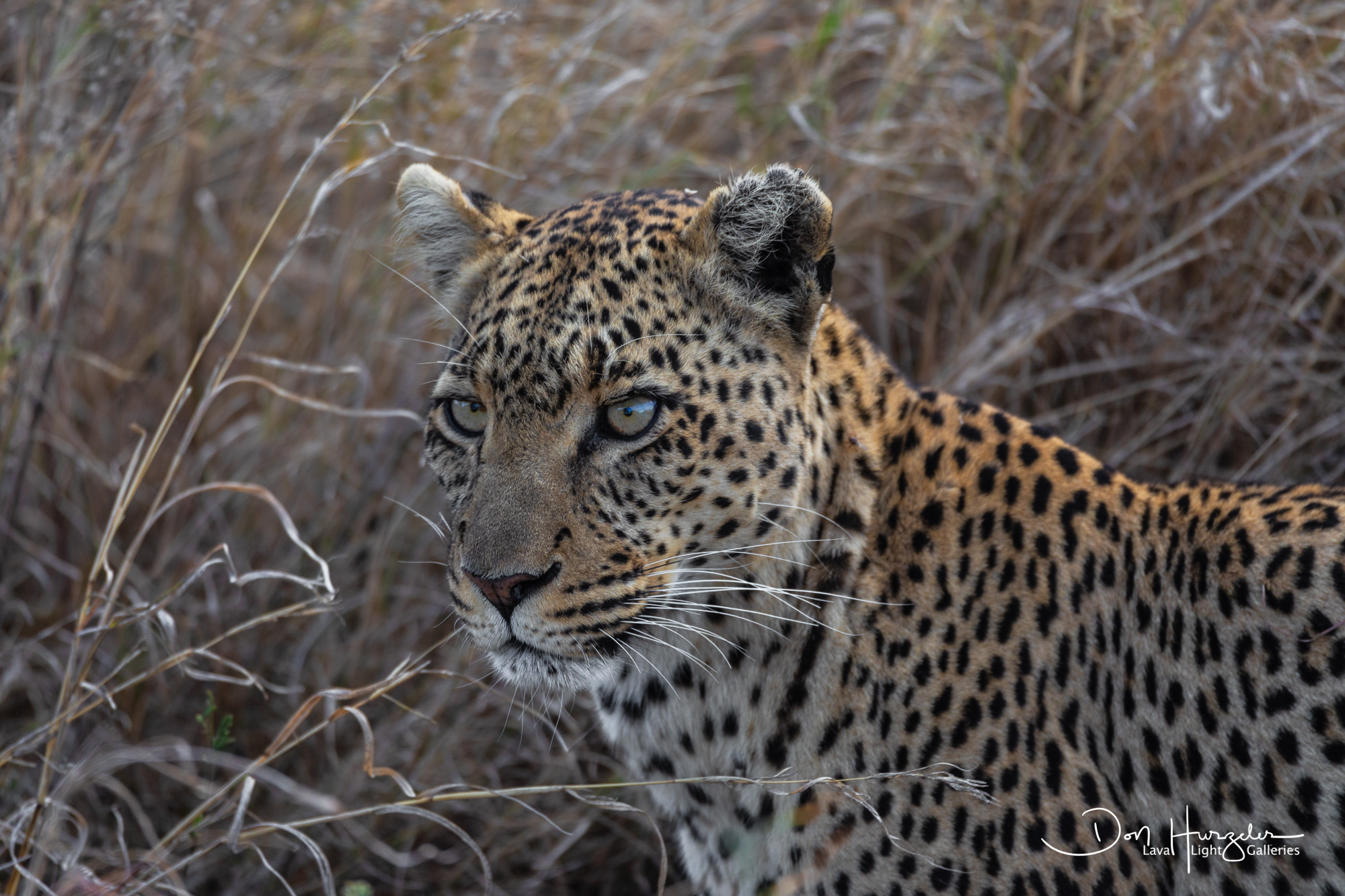 Leopard Looking for Lunch