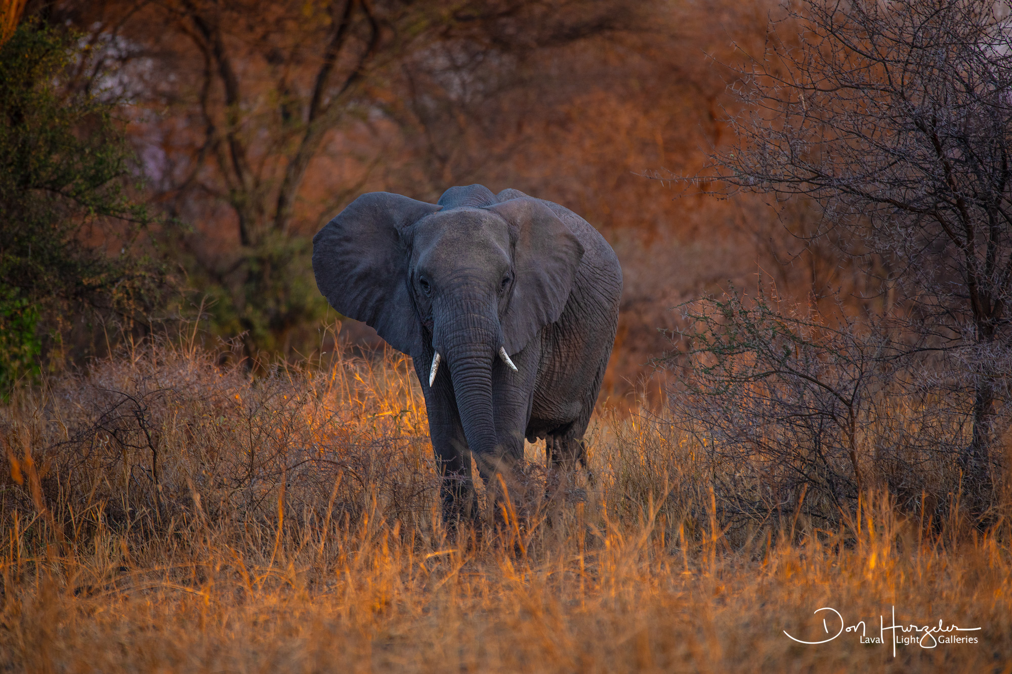 Africa, Serengeti, Tanzania, African Wildlife