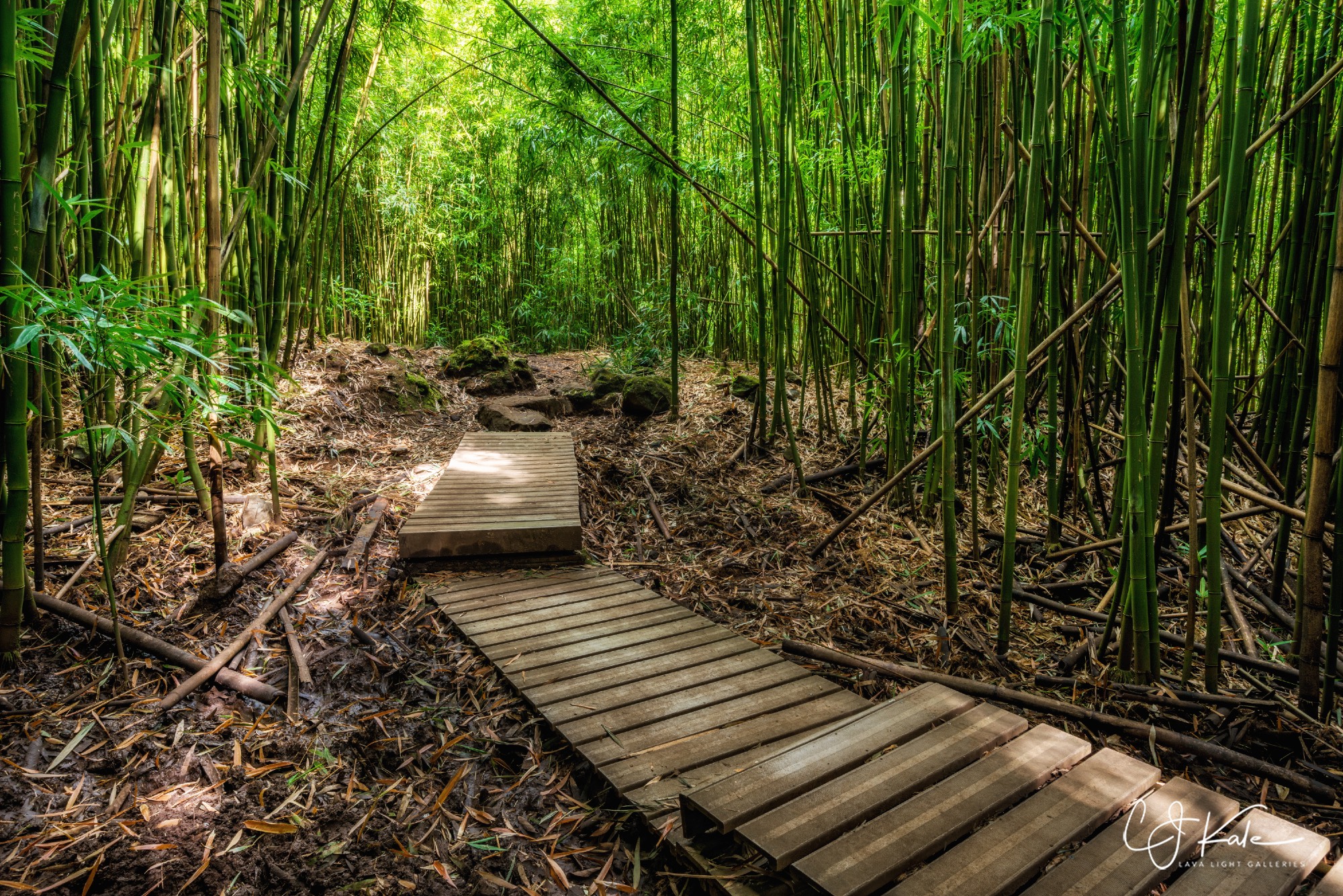 In the bamboo forest.