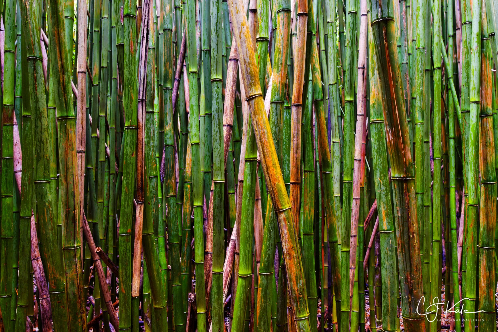 Nothing but bamboo.