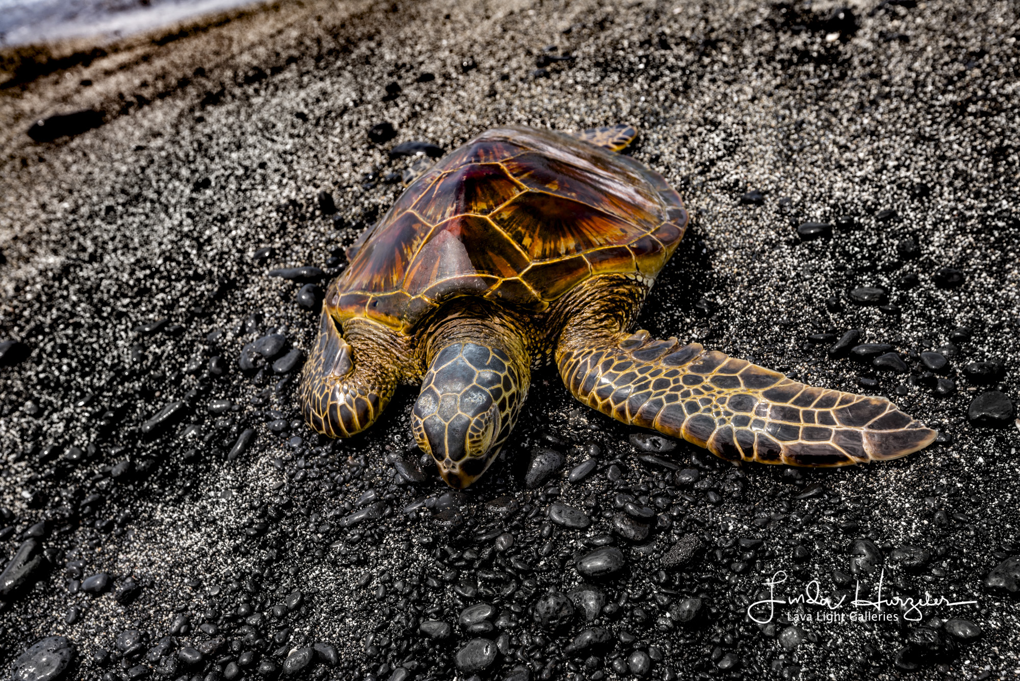 Turtle Wax.