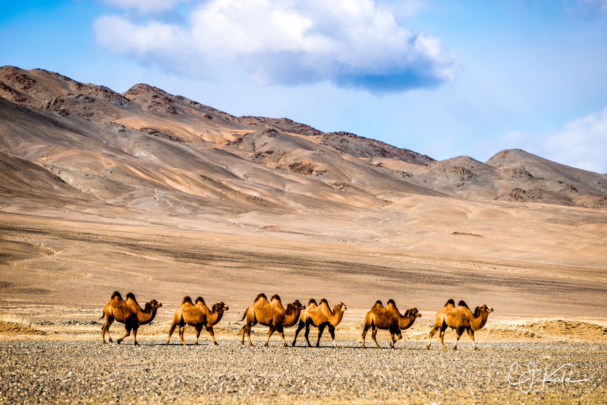 Gobi desert.