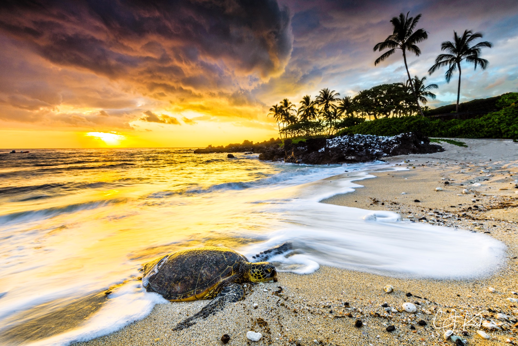 The life of a honu.