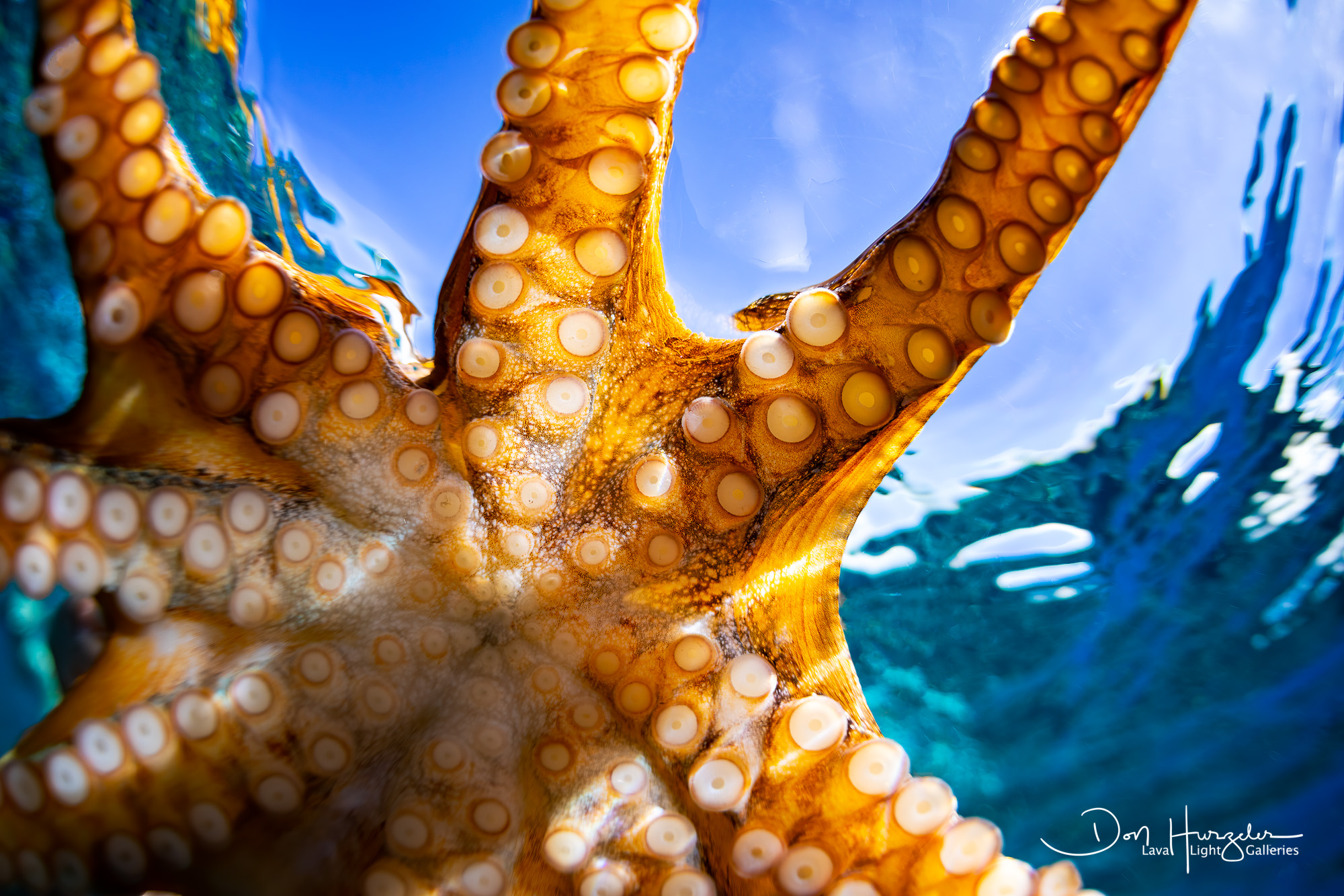 Octopus Closeup