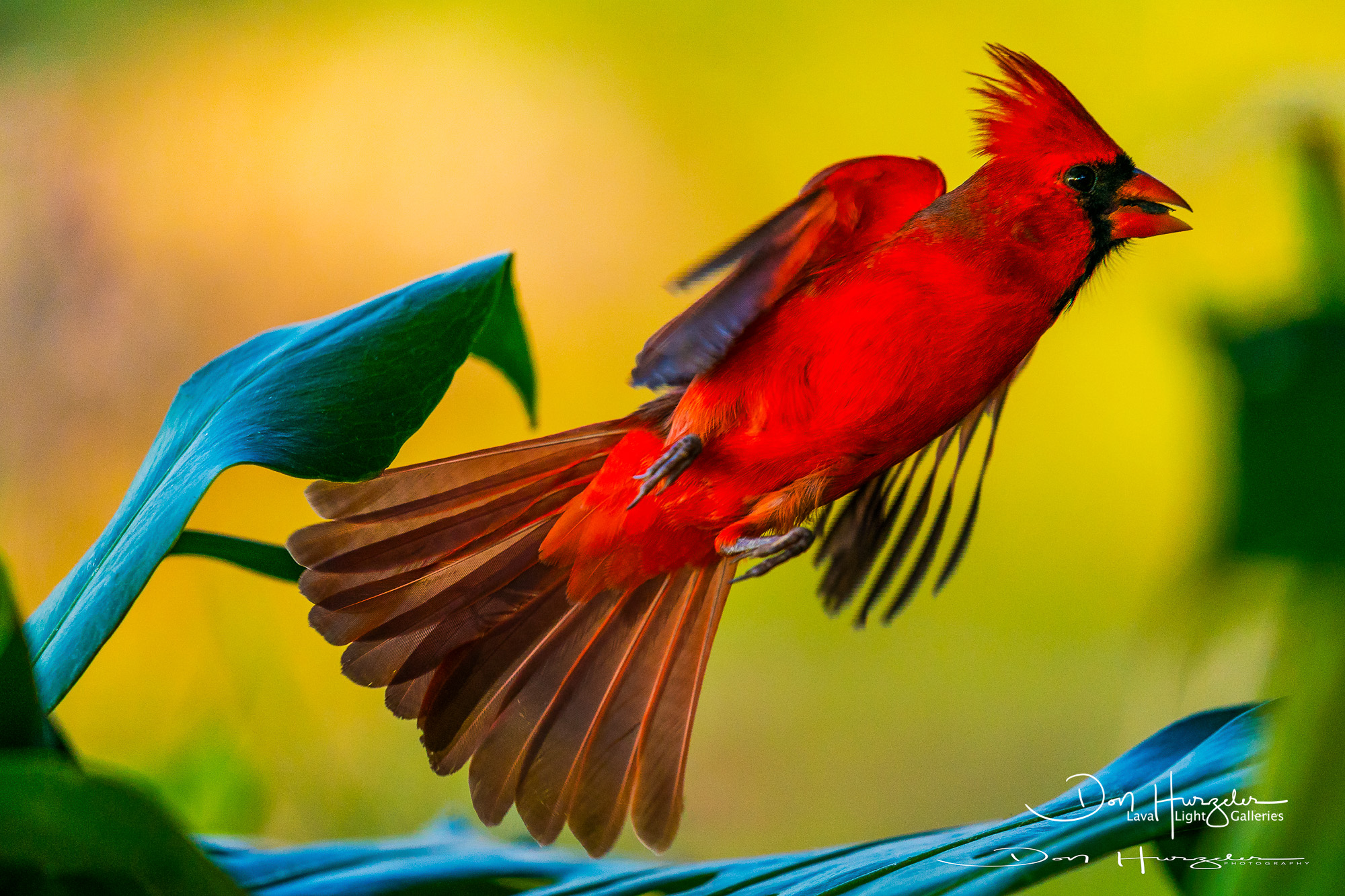 Northern Cardinal...mid Pacific.