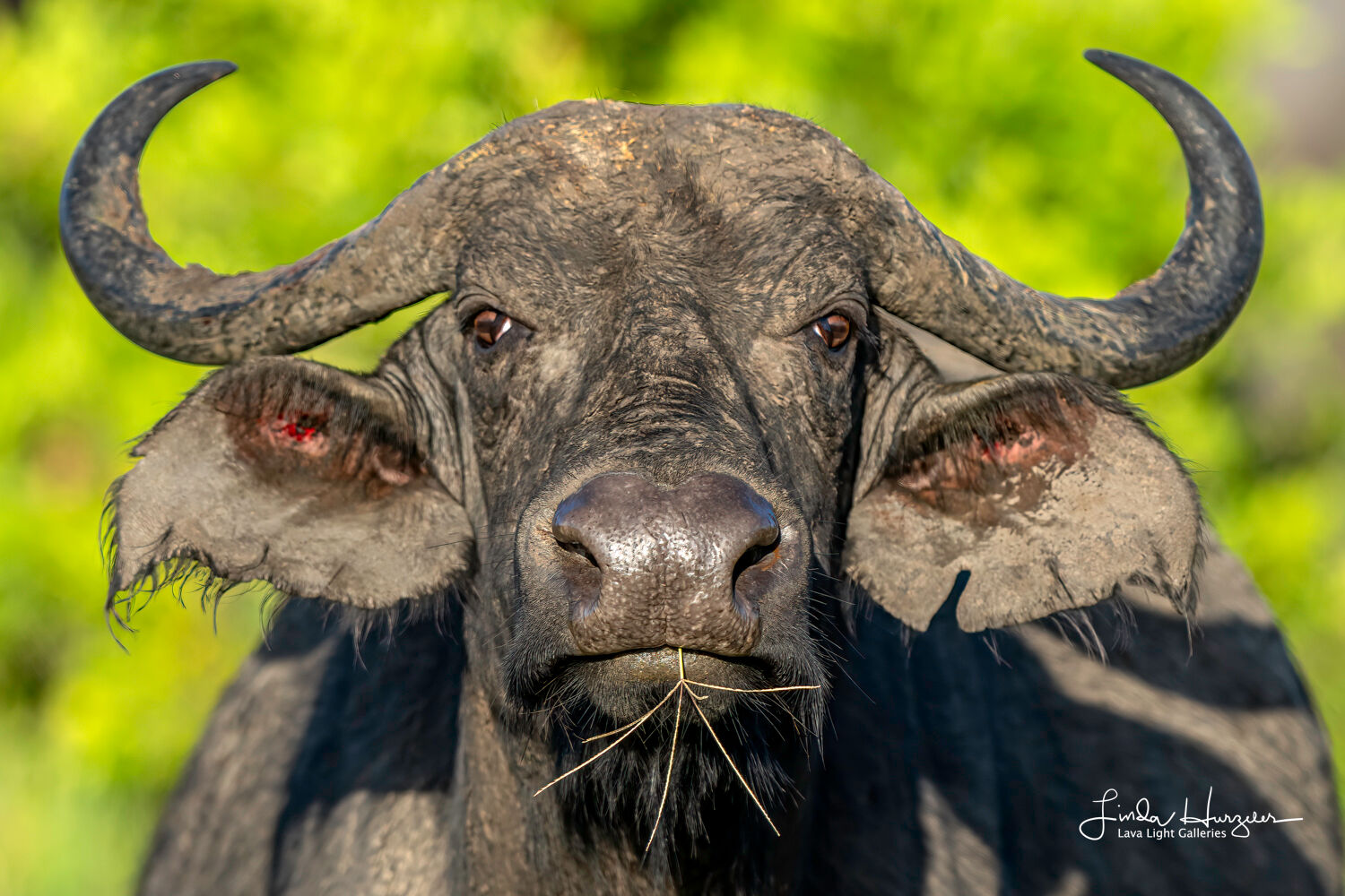 Buffalo Beauty