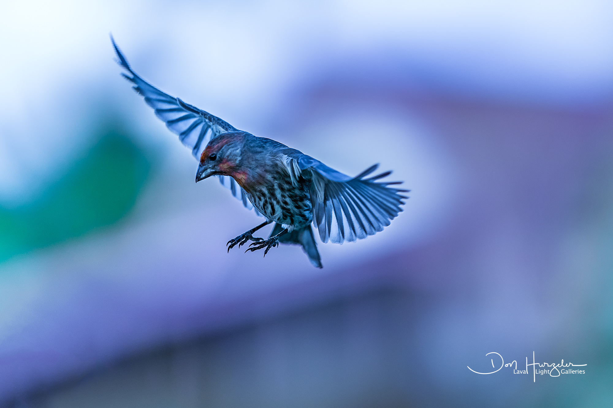 Sunset flutter.