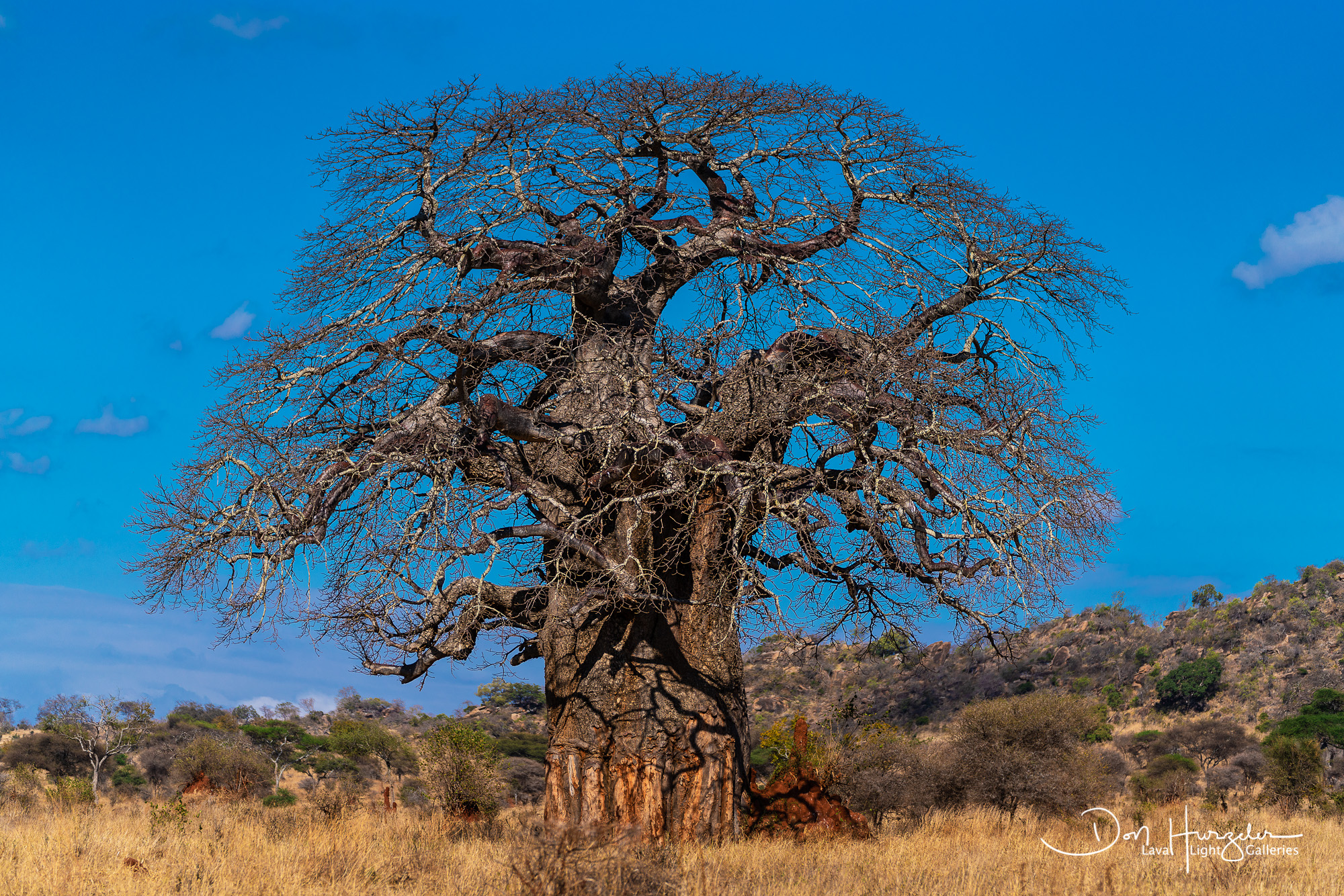 Baobabs with Termite Mound