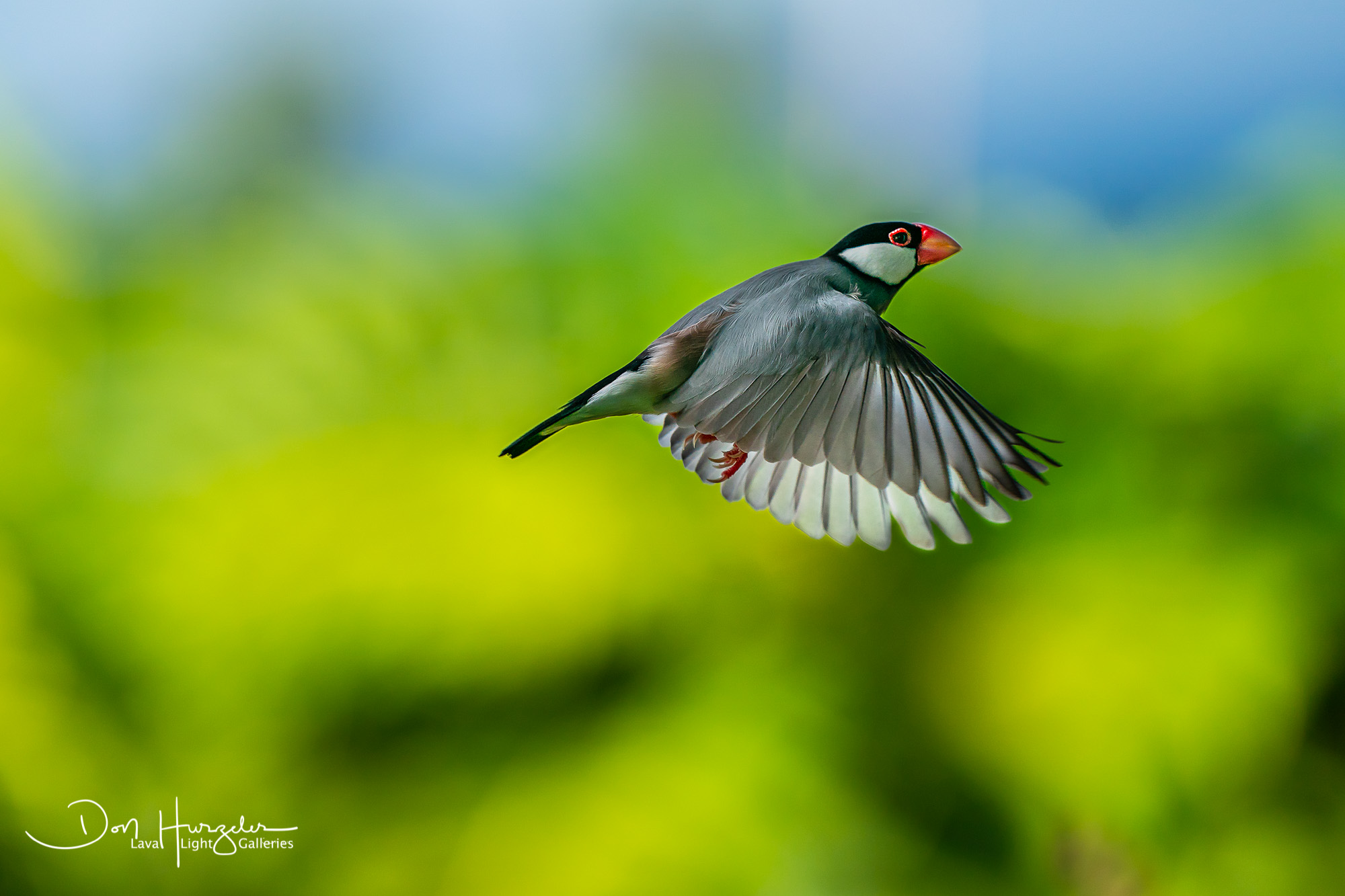 Fly away.