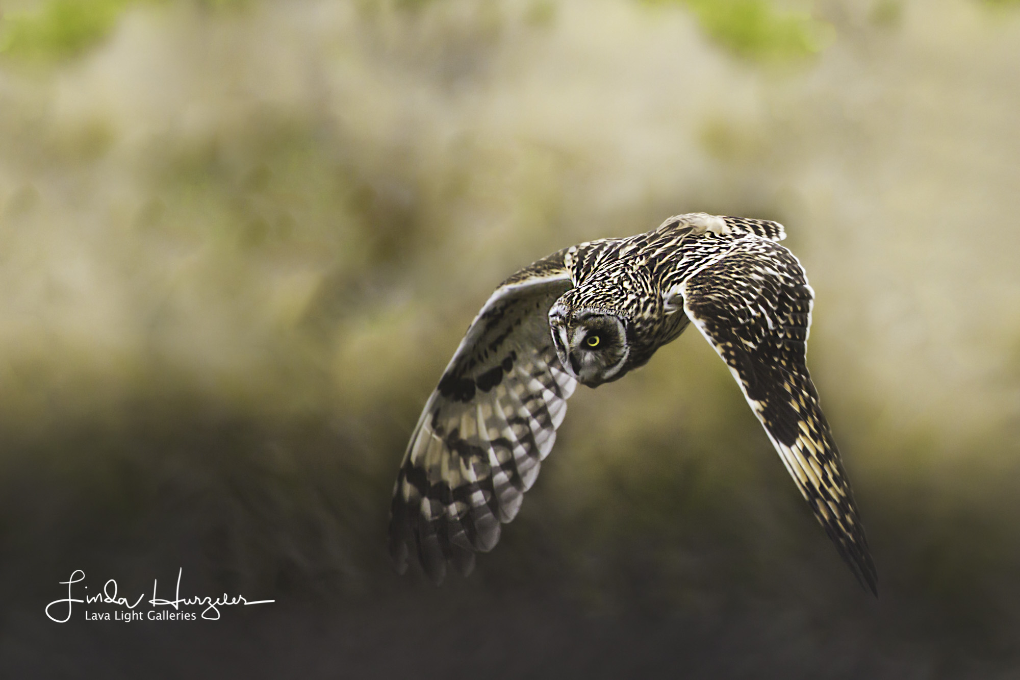 Lots of owls (Pueo in Hawaiian) on The Big Island.