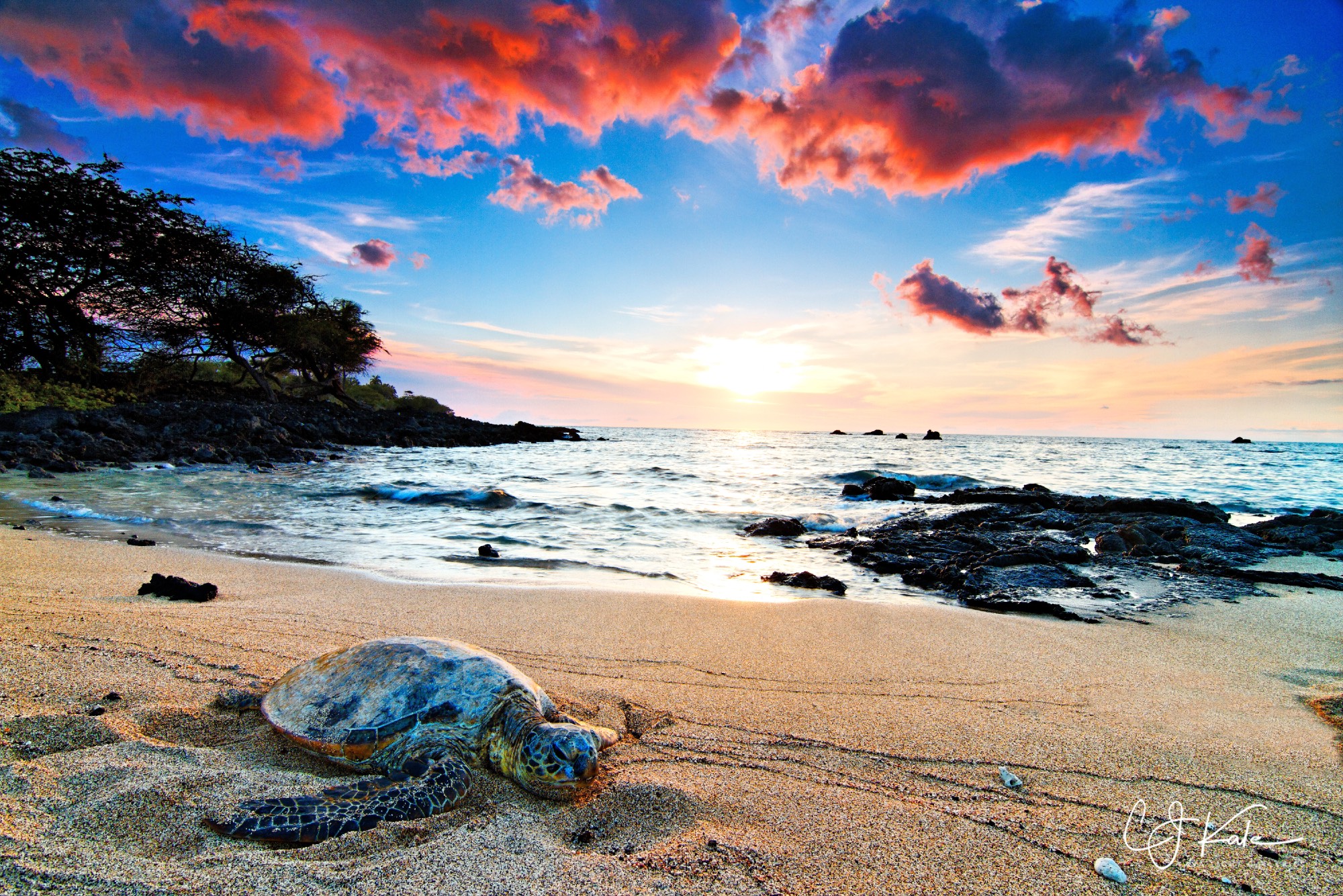 A Bay for turtles.
