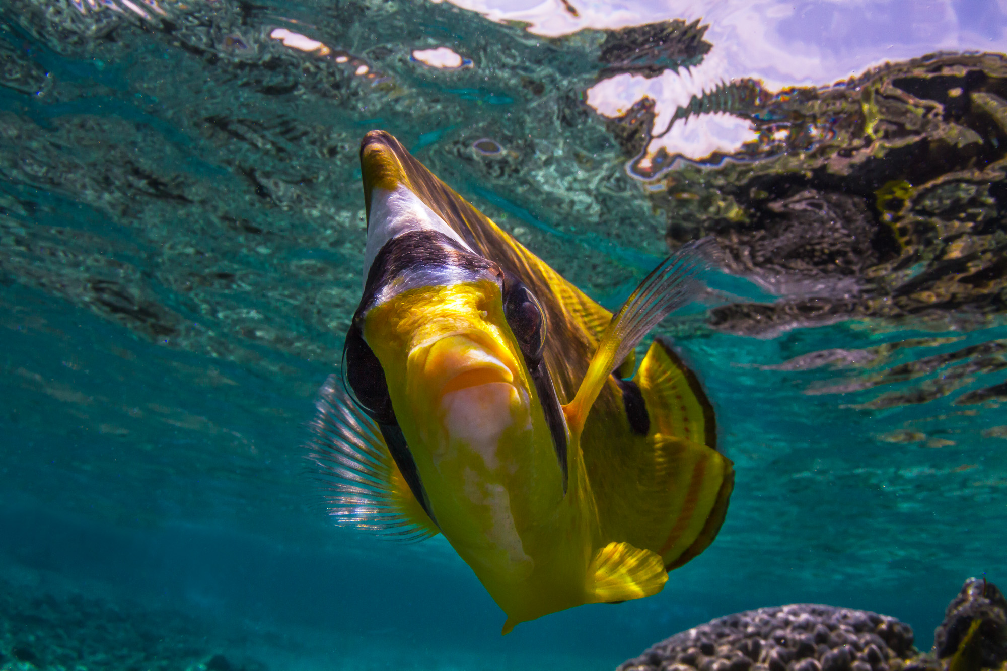 Extreme close up of a butterfly fish.