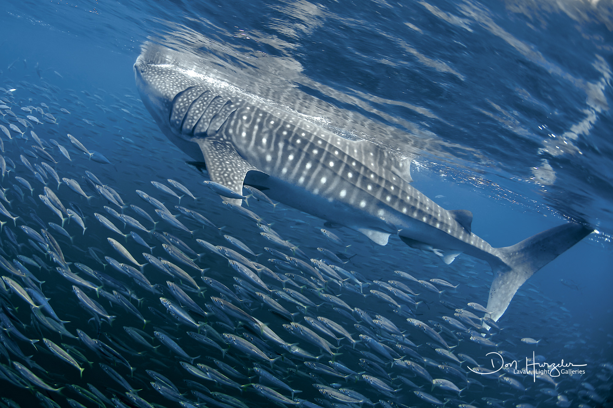 Holbox Whale Shark Smallest whale shark I have ever seen...maybe 20 feet...off of Isla Holbox, Mexico.