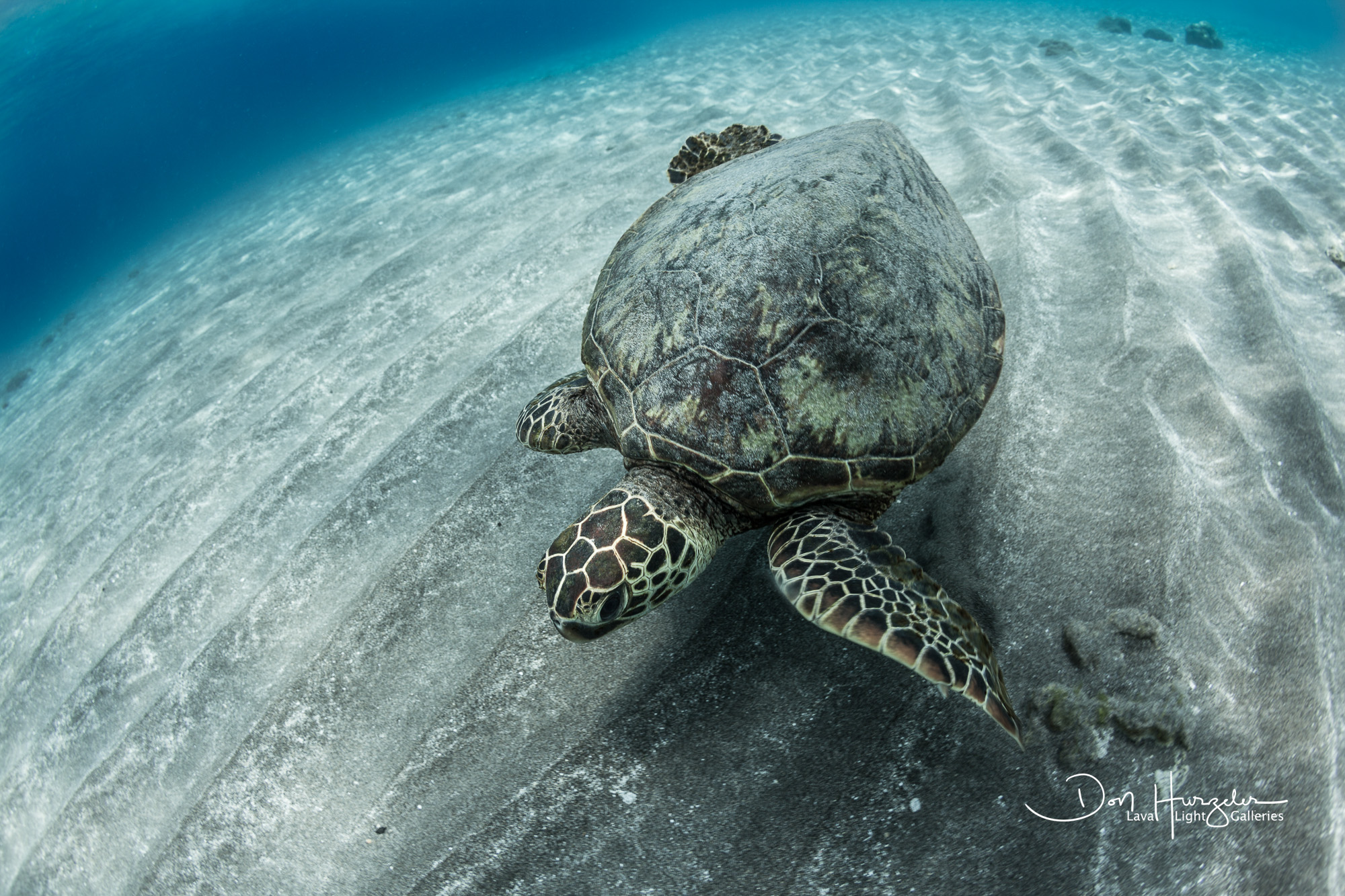 Ho'okena...a great beach for turtles and dolphin.
