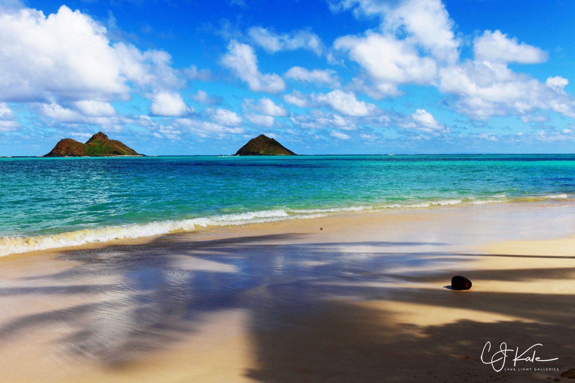 Beach tree.
