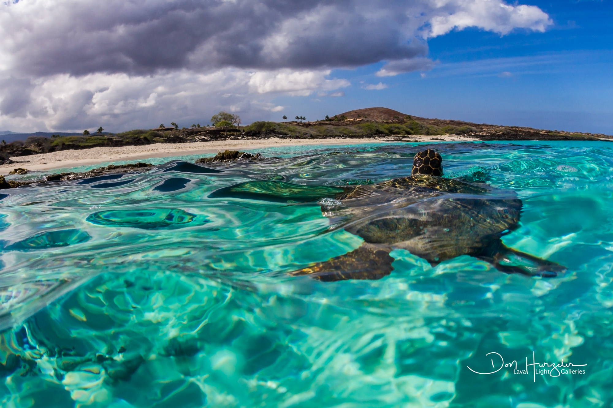 Kua Bay Turtle CJ, Linda and I saved this guys life...he was all tangled up in fishing line with a hook in his mouth. CJ managed to get the...