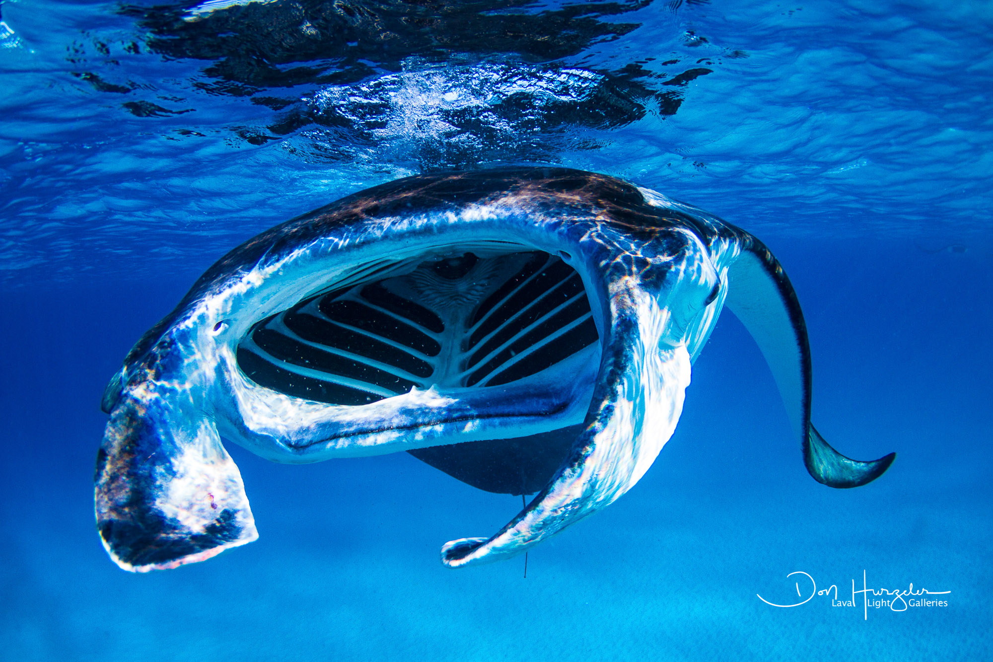 Big ass manta coming right at me.