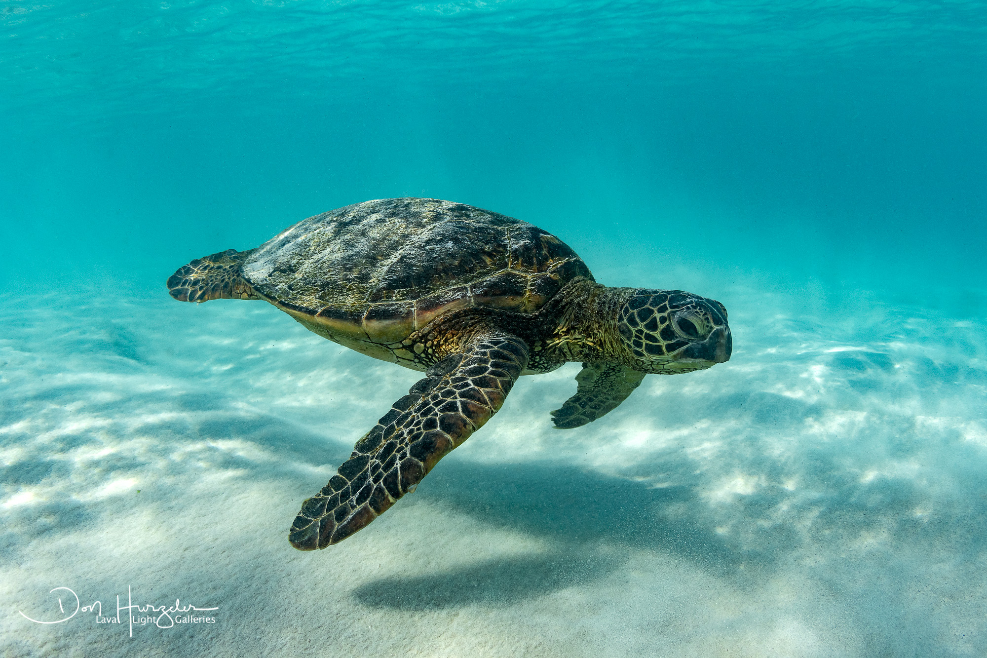 Just doing his morning swim.