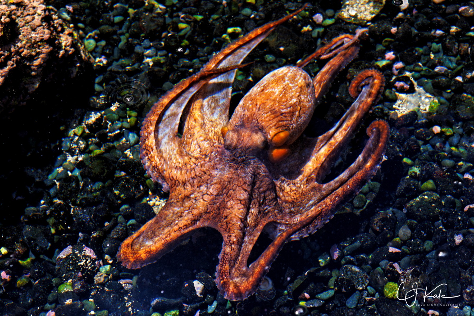 Octopus moving along.