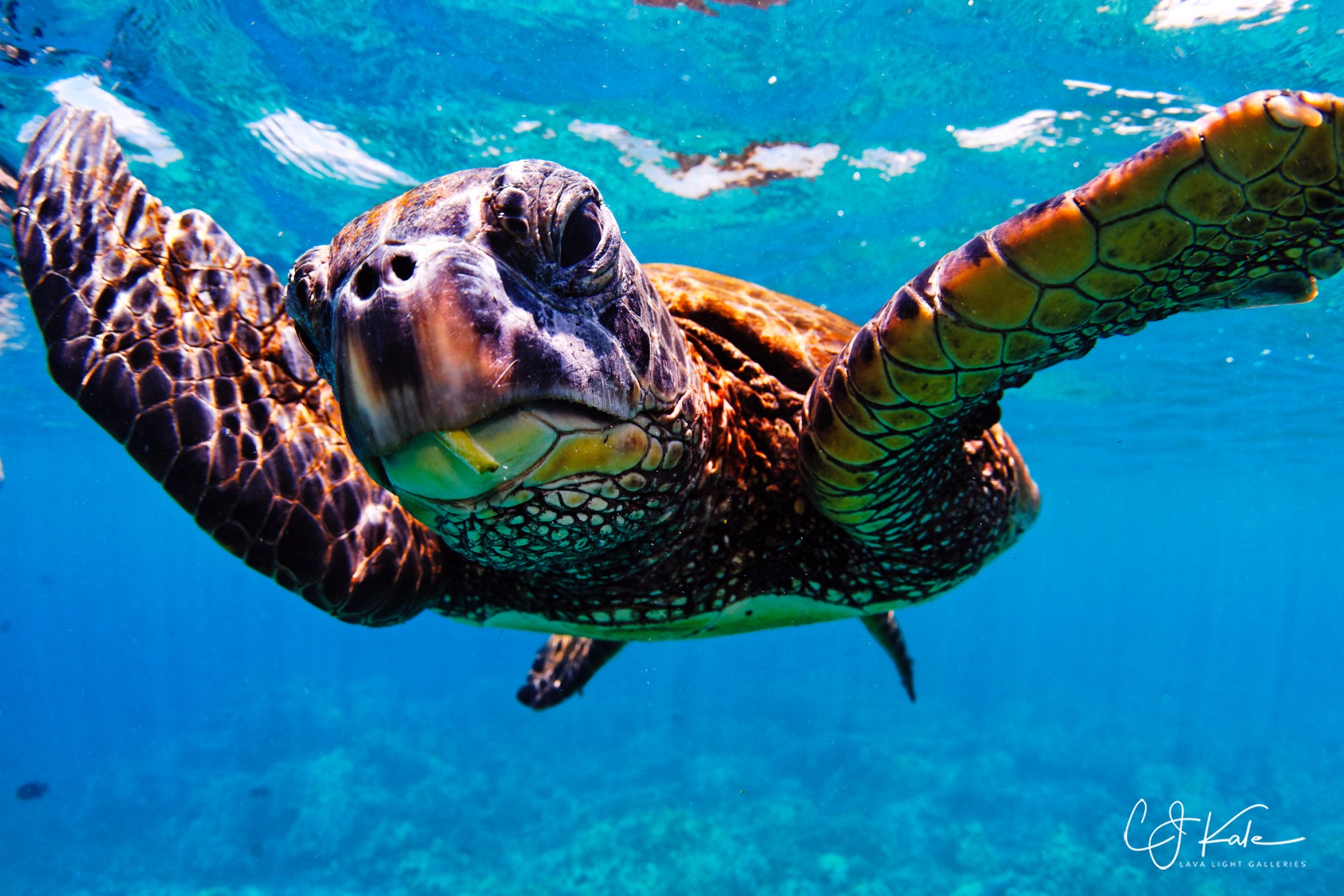 Pako honu.