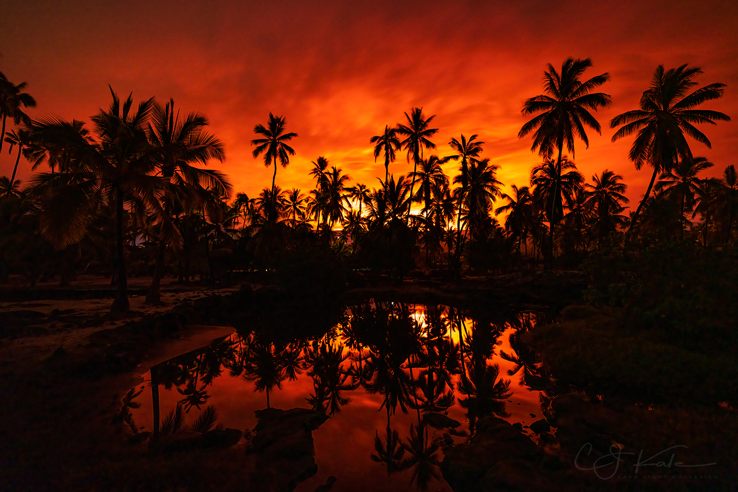 Palm Trees on Fire