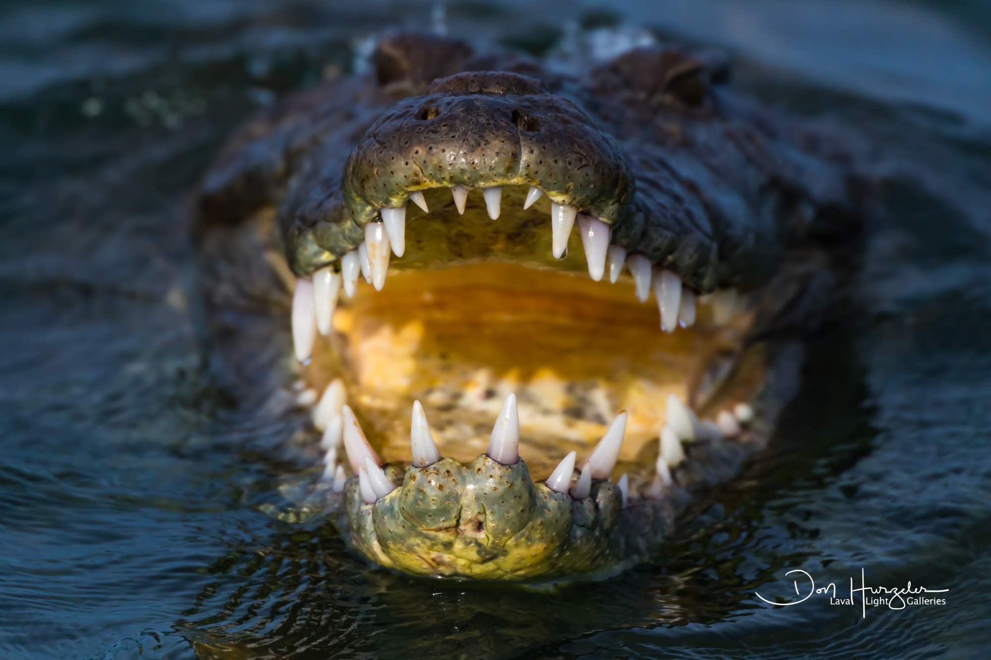 Charging salt water crocodile...Banco Chinchirro, Mexico.