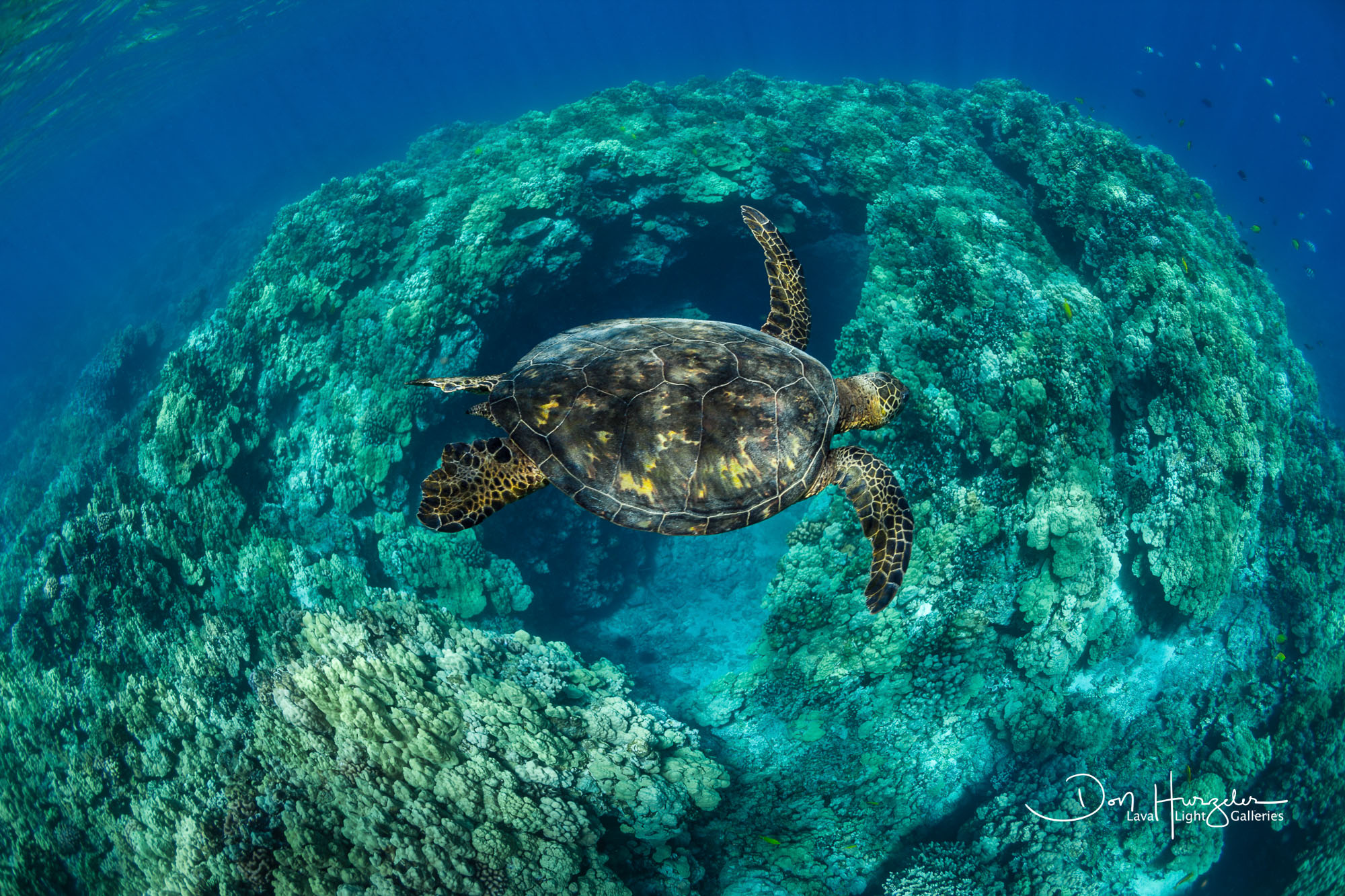 Floating over the coral at Puako.