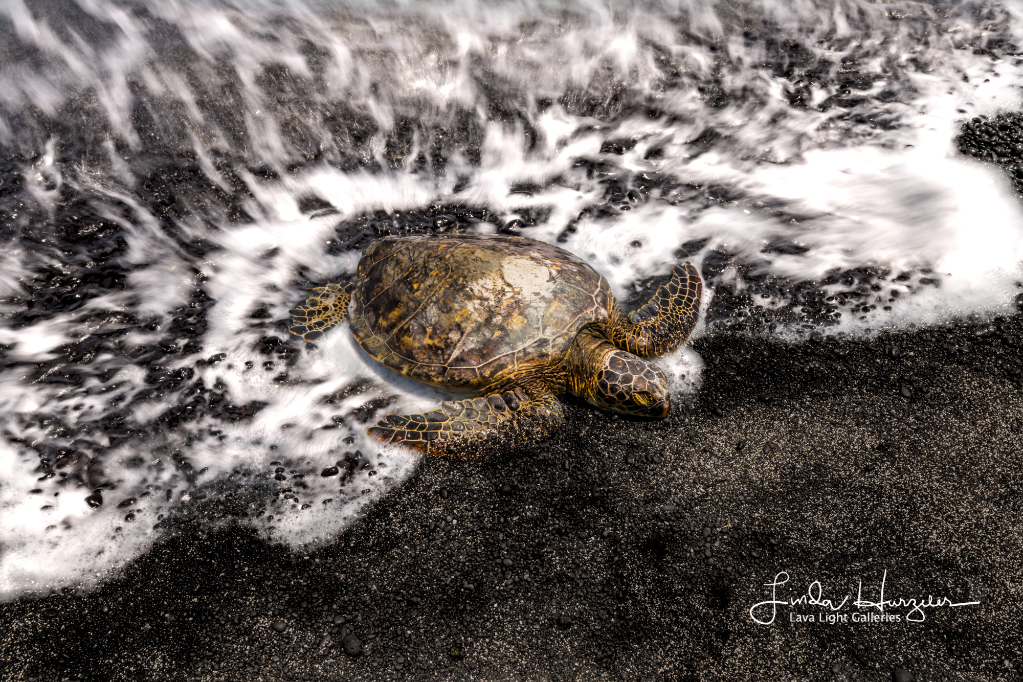 Just coming out of the ocean for a rest.
