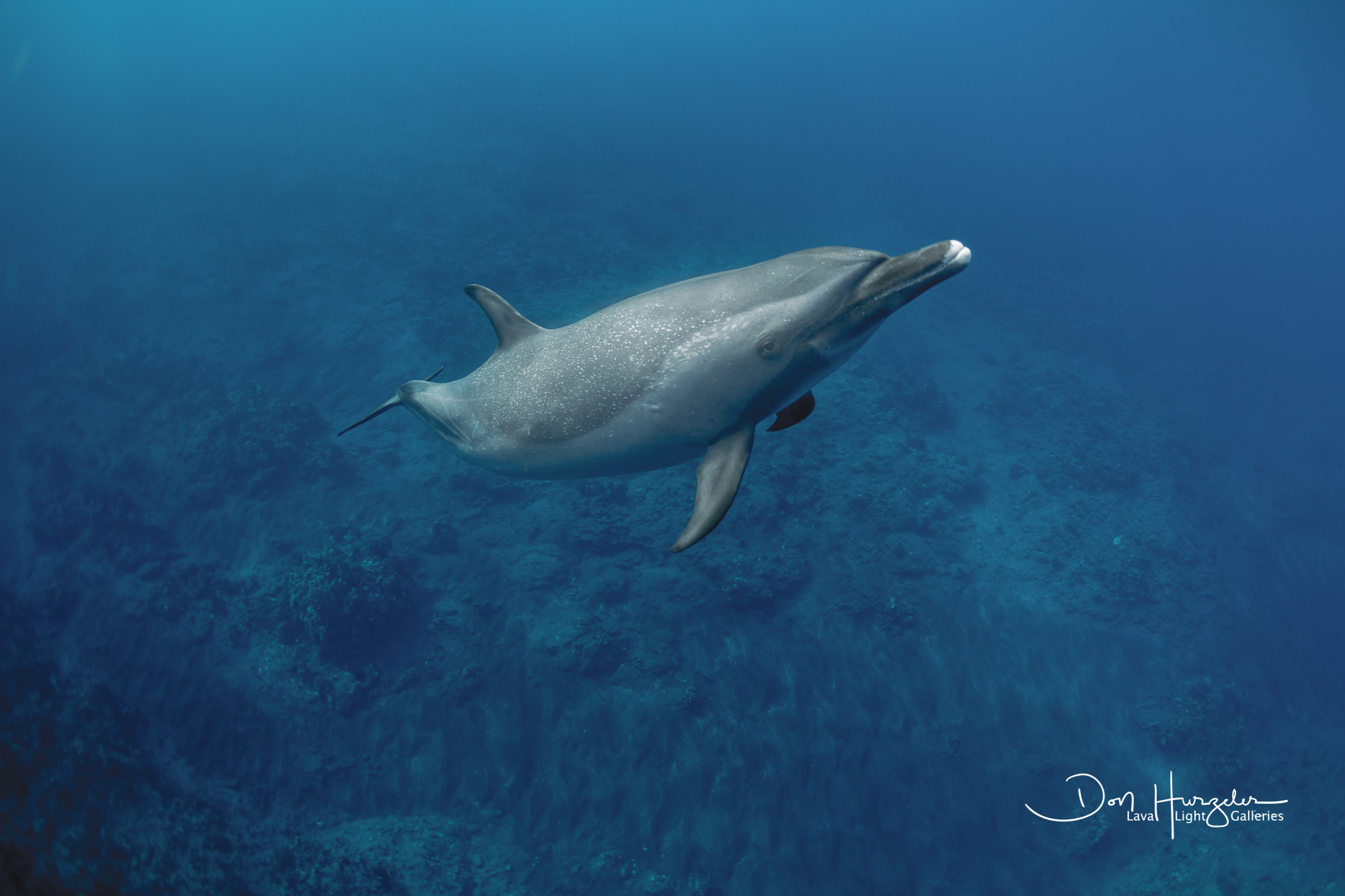 Spotted dolphin on his way up to say hello.