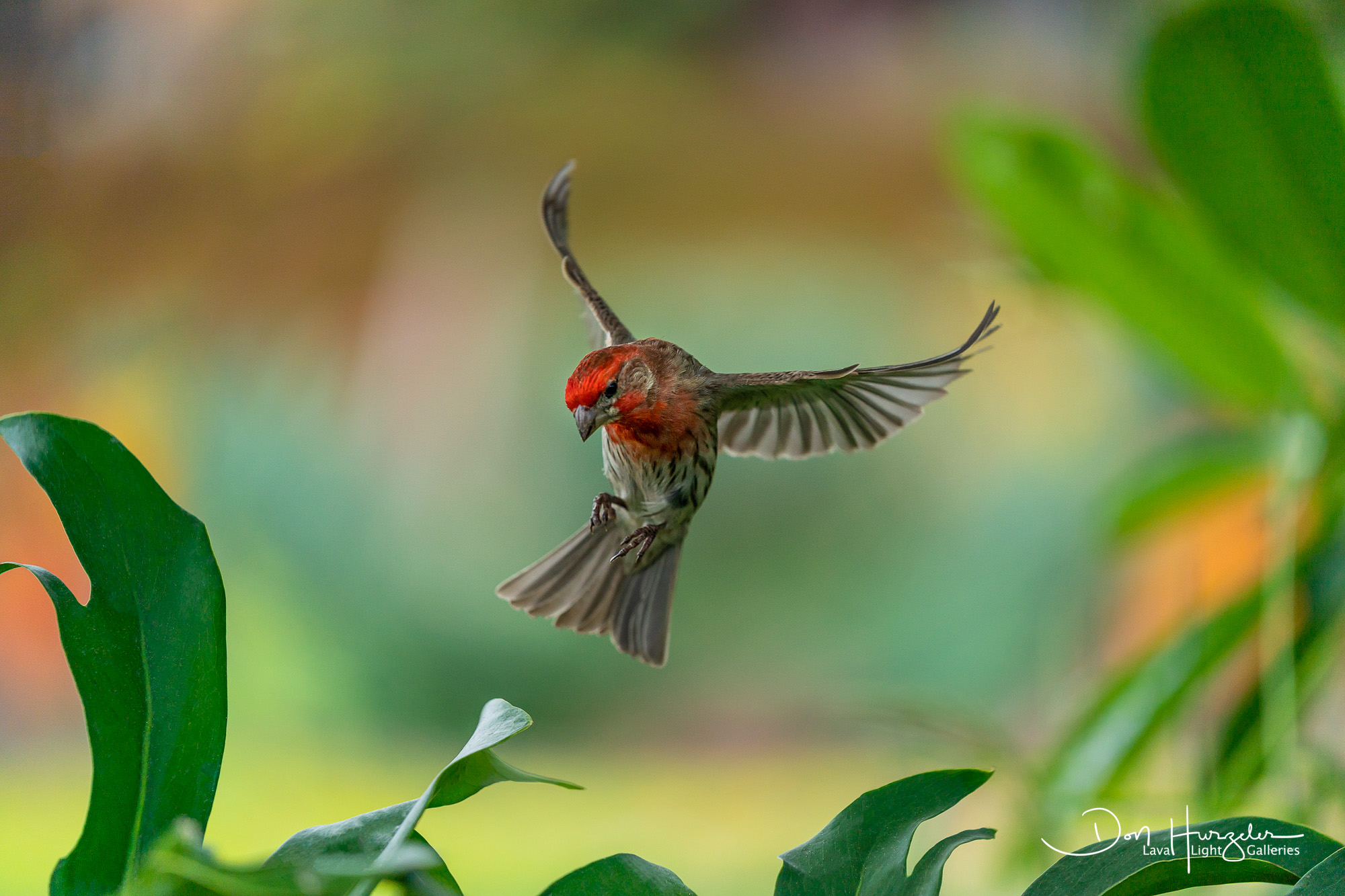 House sparrow preparing to land.