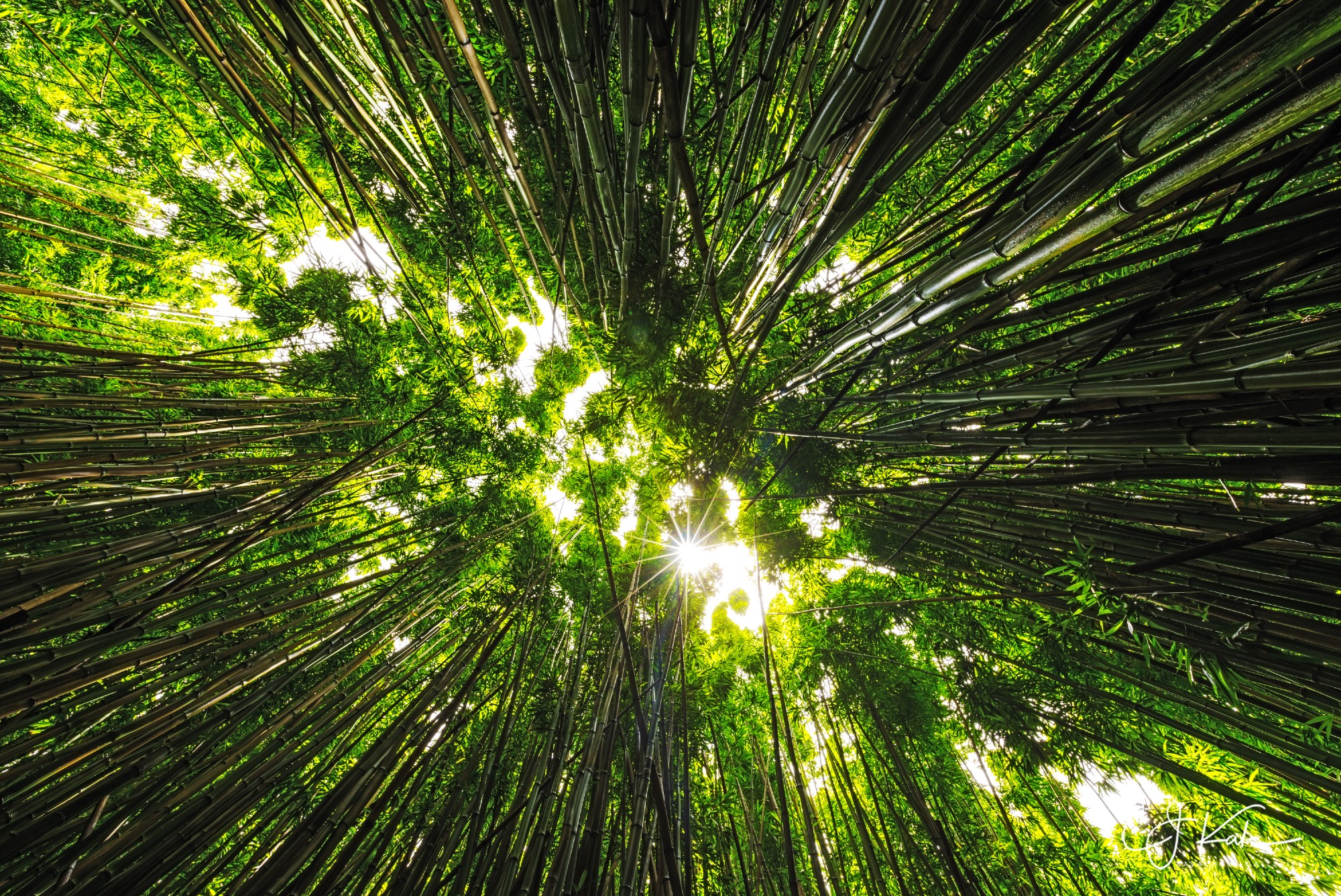 In the middle of the bamboo forest.