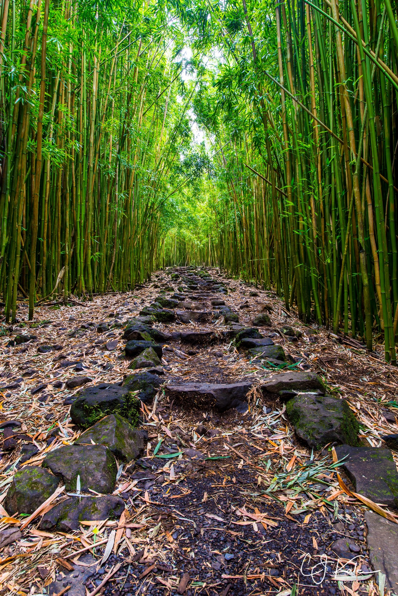 CJ captures a section of the Bamboo Path on Maui.