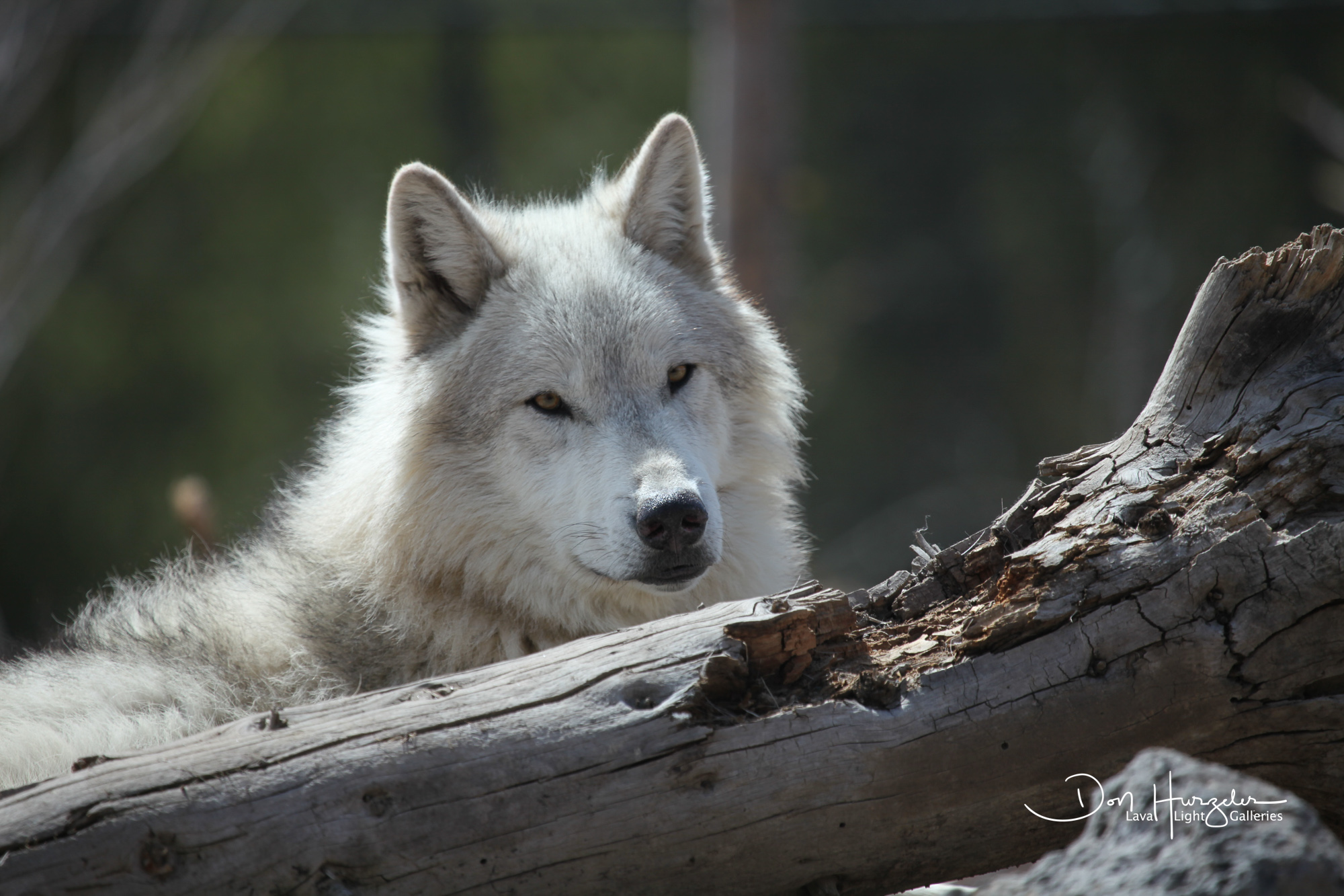 White wolf.