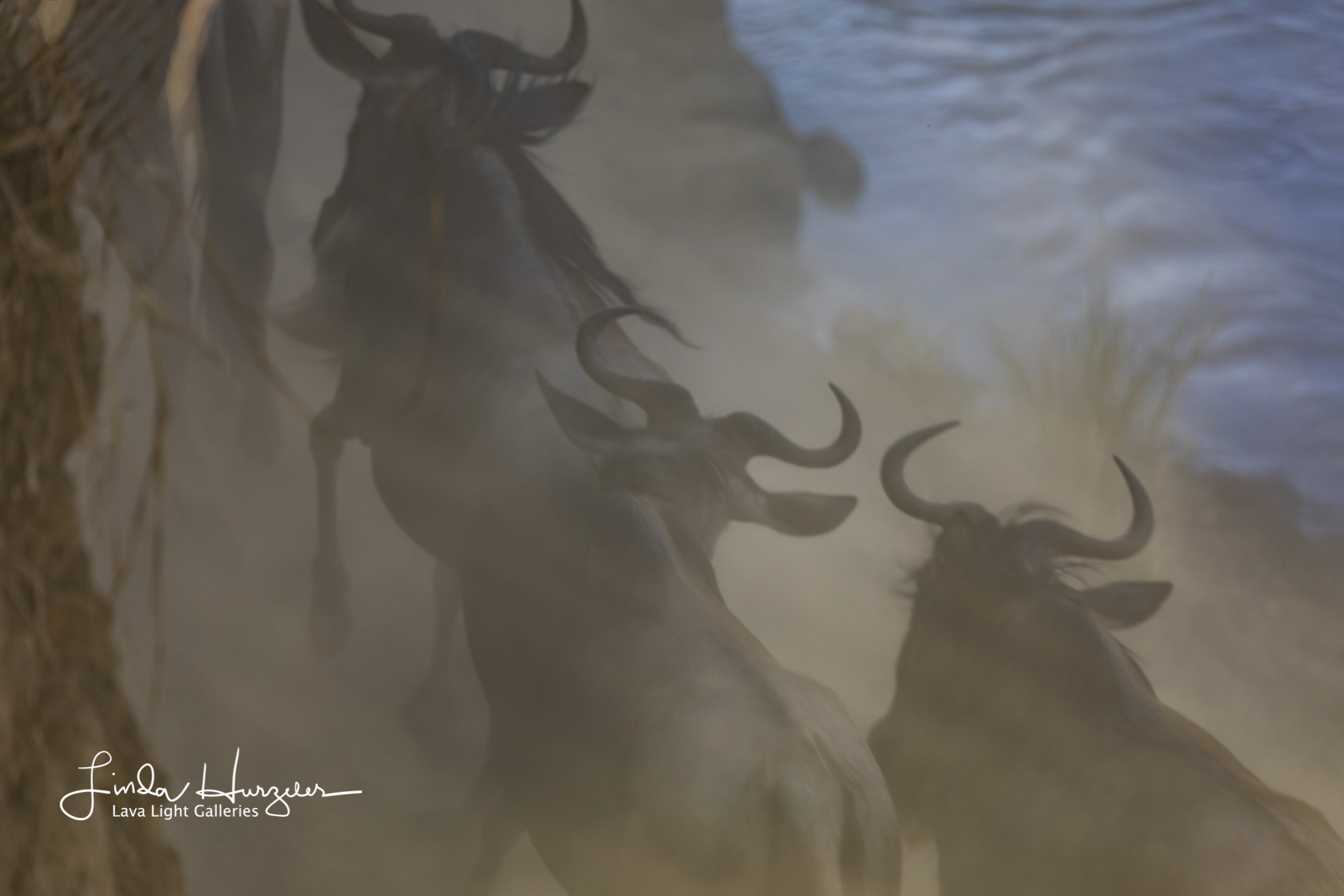 Africa, Serengeti, Tanzania, African Wildlife