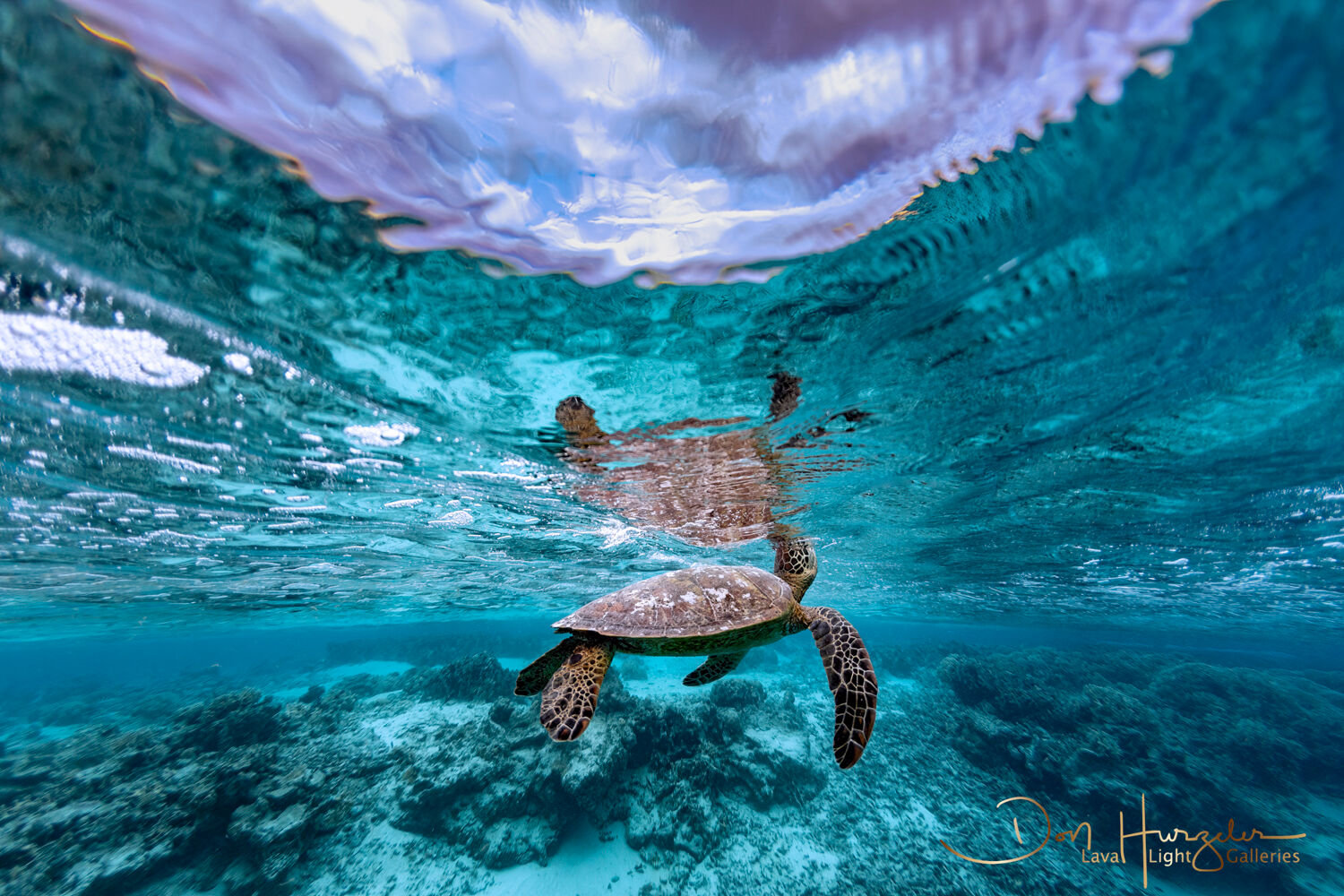 Turtle Up at Dawn | Lava Light Galleries
