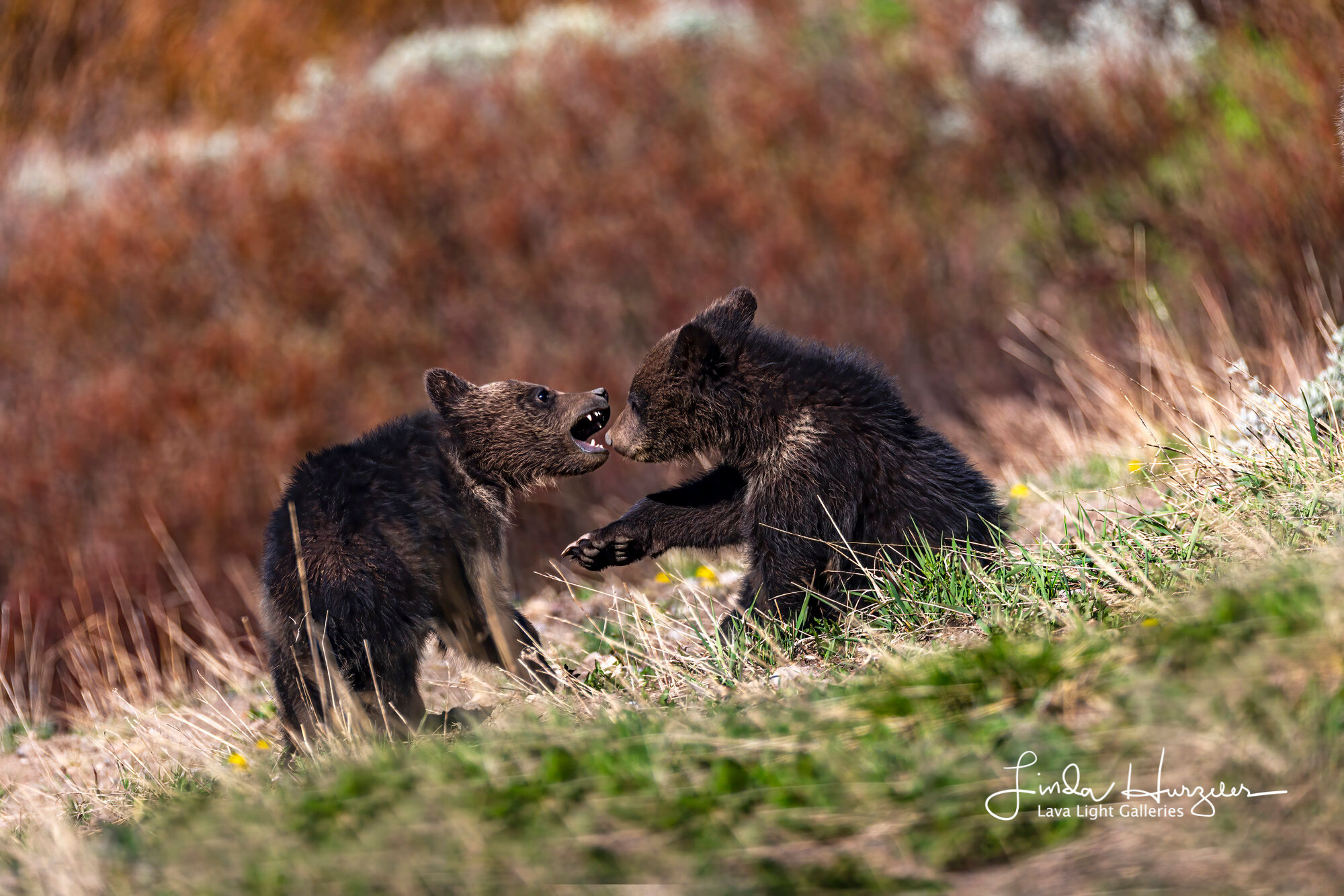 Cub fight