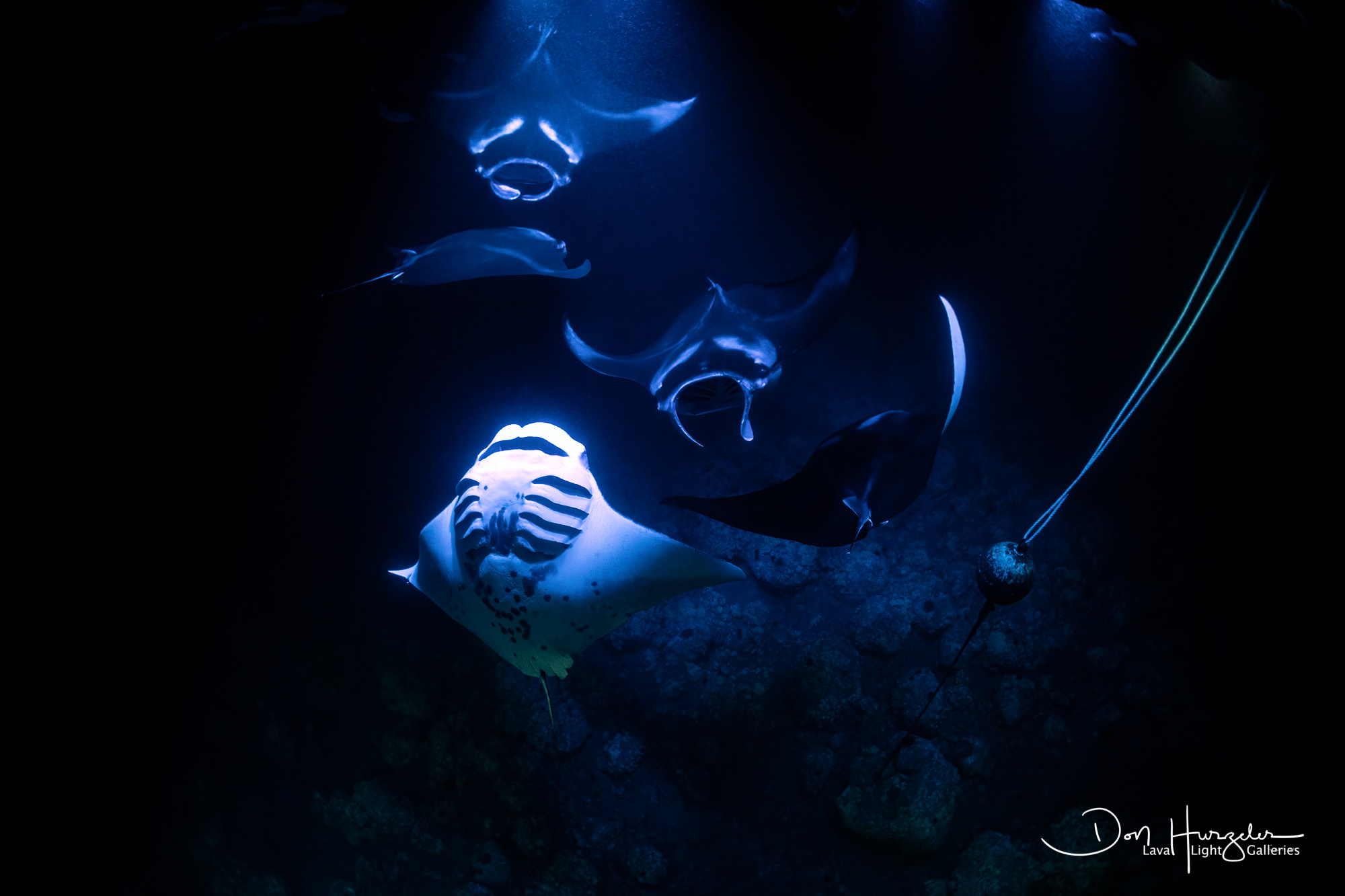 Manta Light
