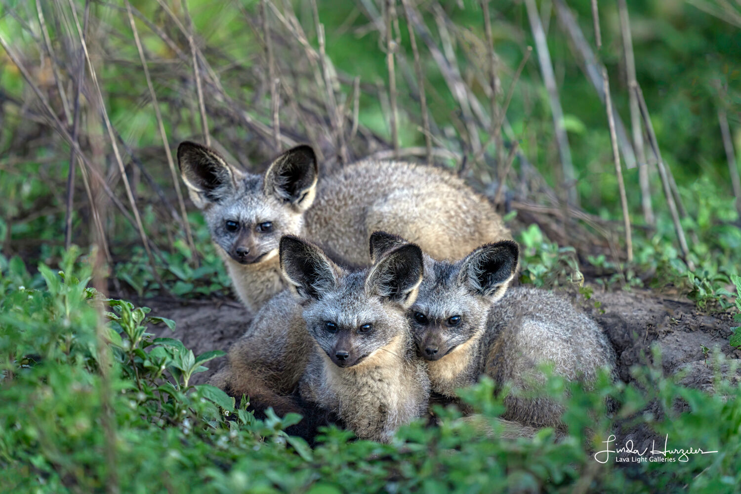 Bat eared Fox